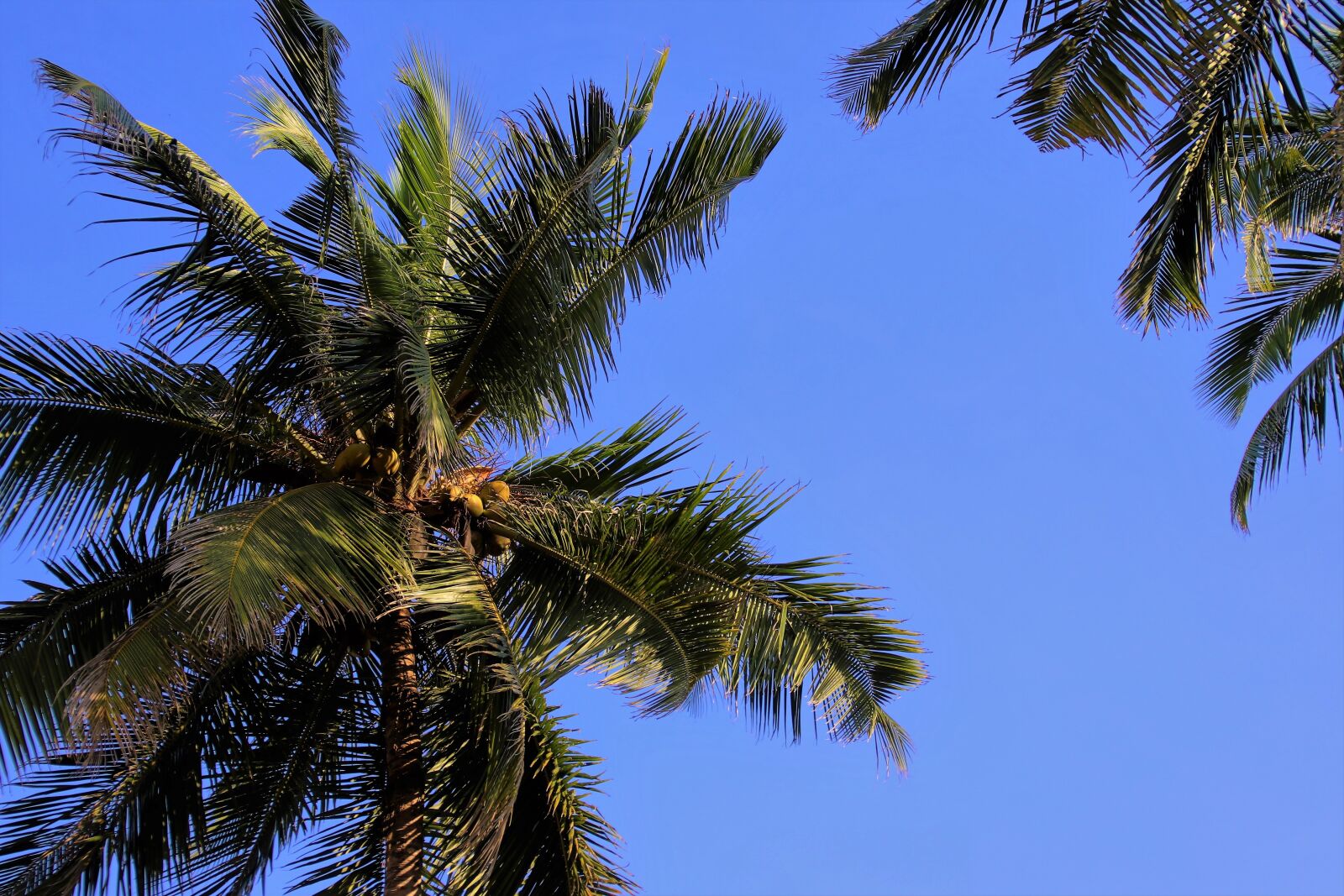 Canon EOS 80D sample photo. Palma, sky, tree photography