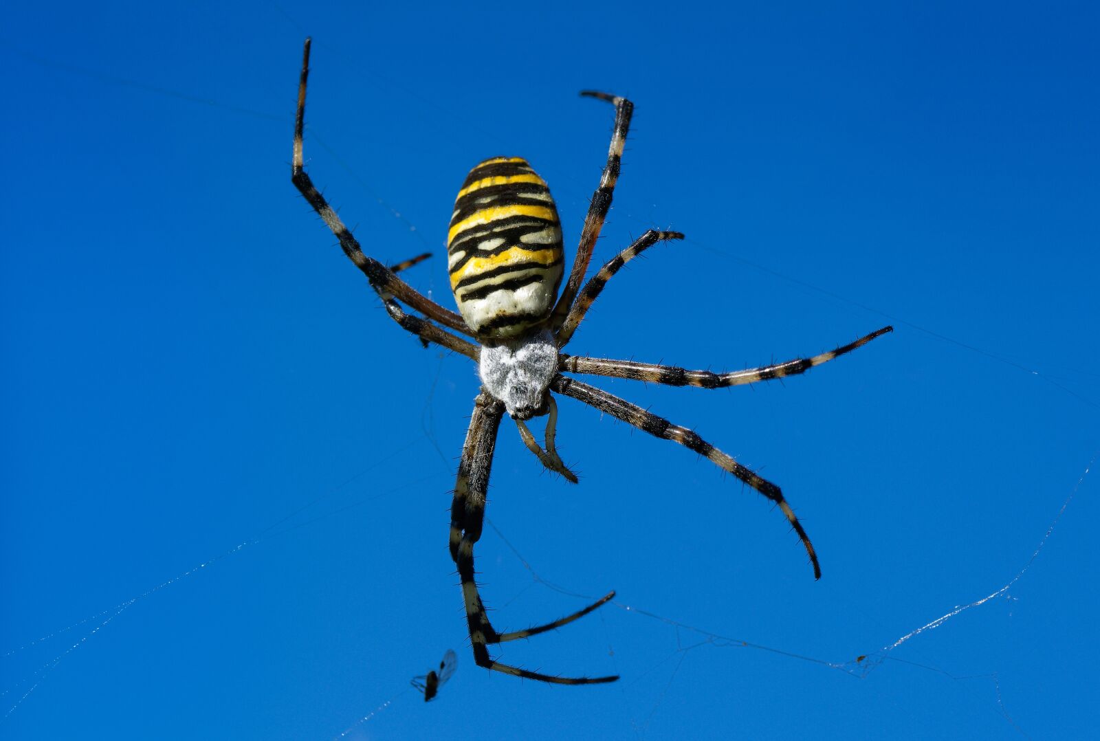 Nikon D7200 sample photo. Wasp spider, cobweb, caught photography