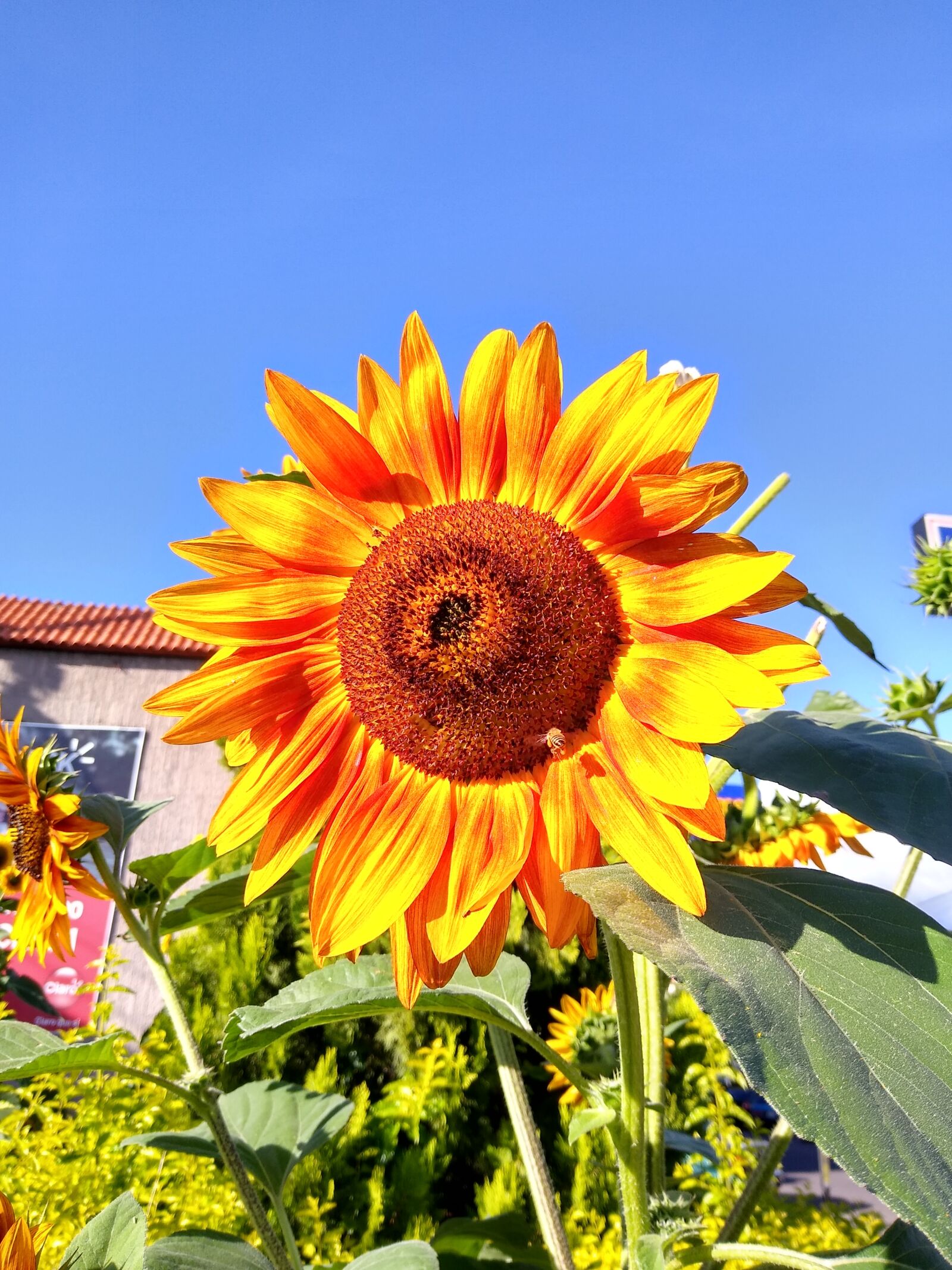 Motorola moto g(7) power sample photo. Sunflower, giant flower, tall photography