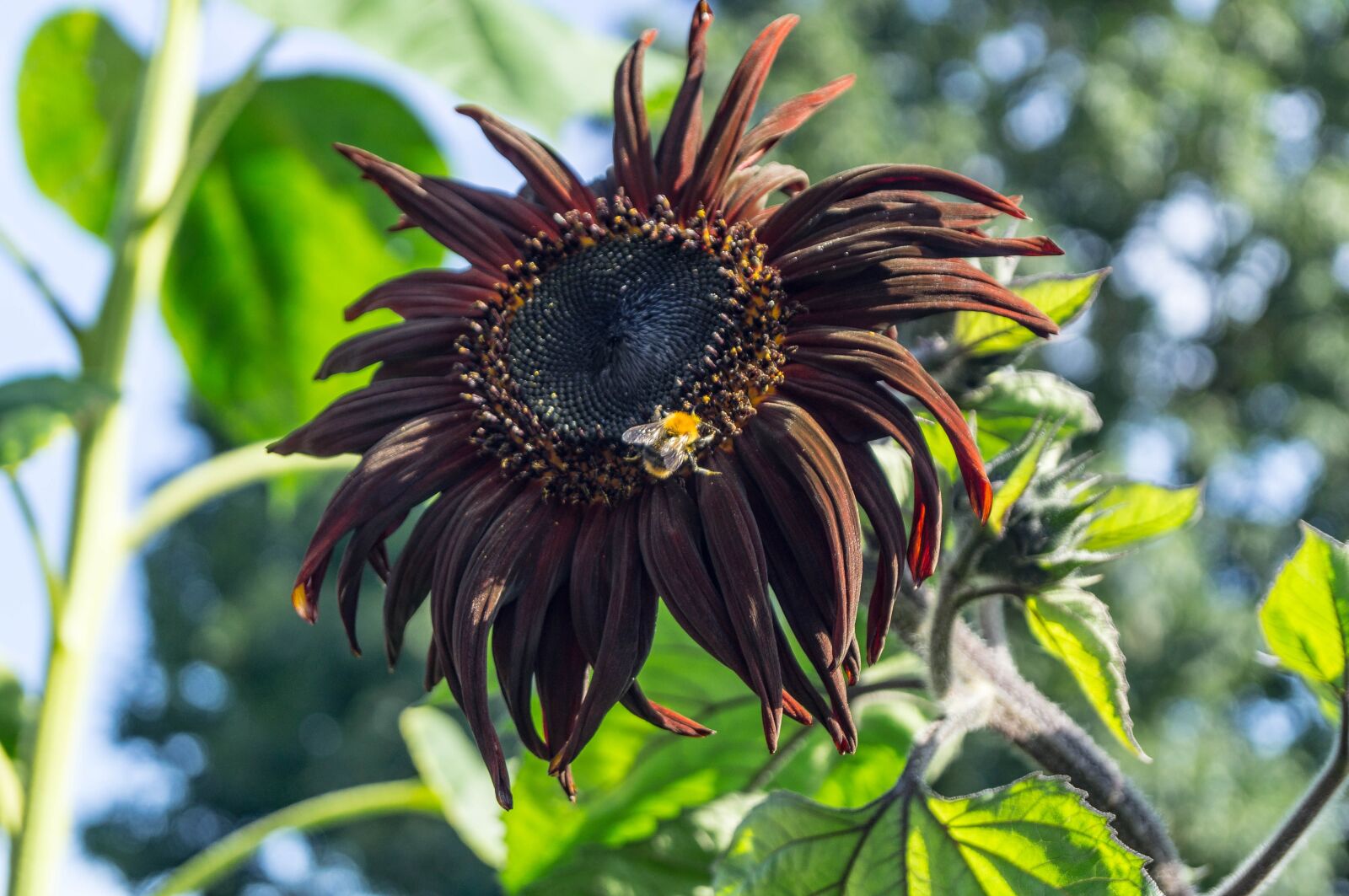 Sony SLT-A37 sample photo. Sunflower, hummel, close up photography