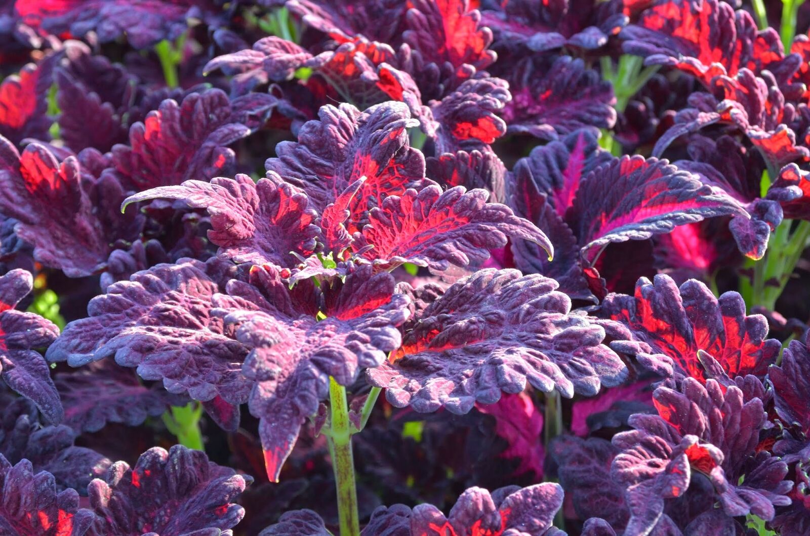 Nikon D7000 sample photo. Plant, strong color, leaves photography