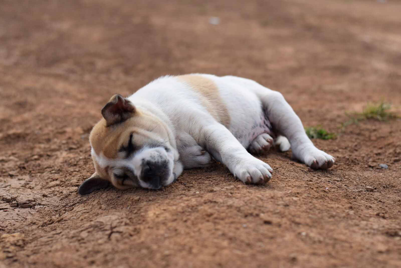 Nikon D5300 sample photo. Animals, dog, sleep photography