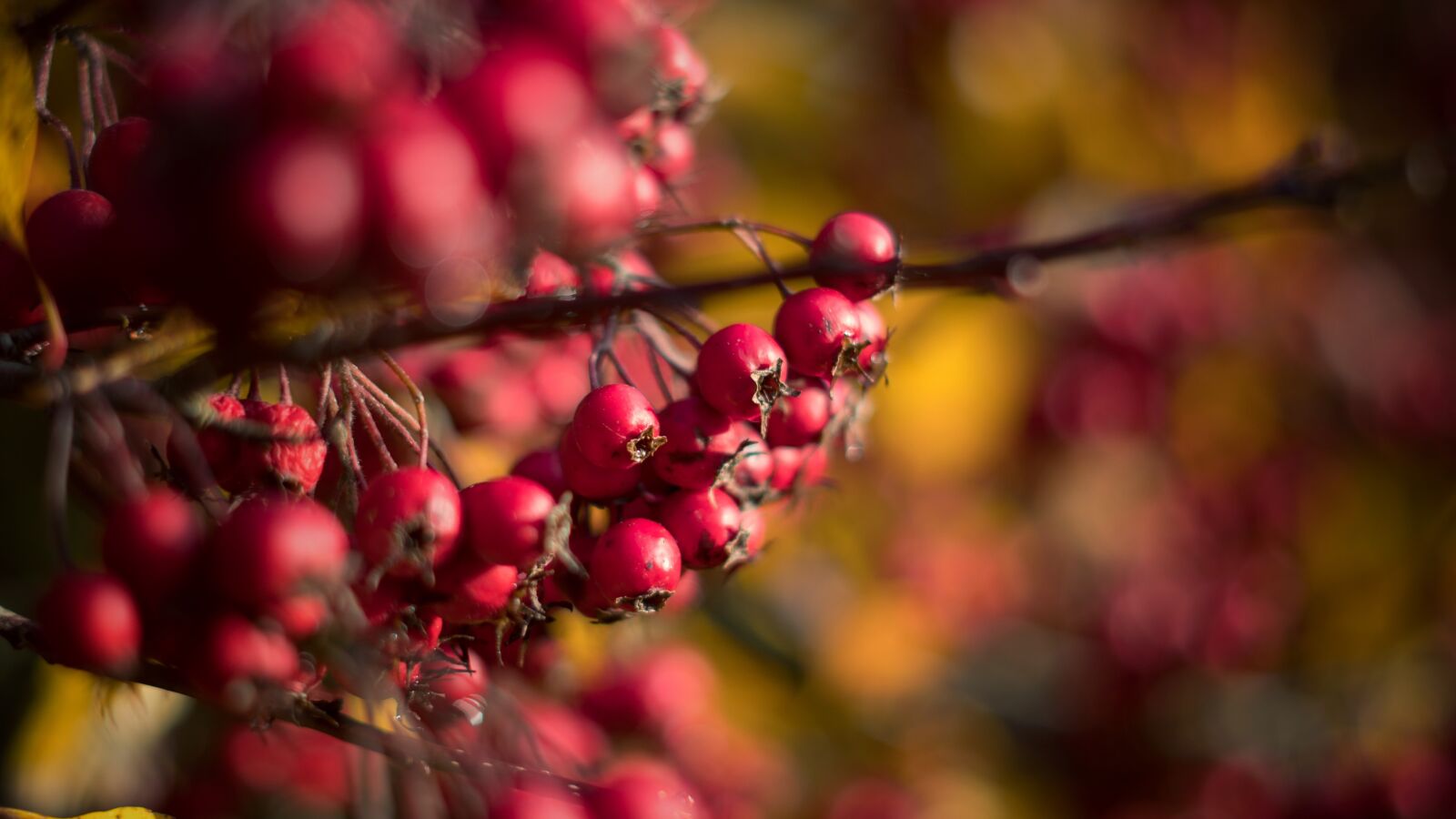 Sony a7R II + Sony FE 50mm F1.8 sample photo. Berries, bokeh, branch photography