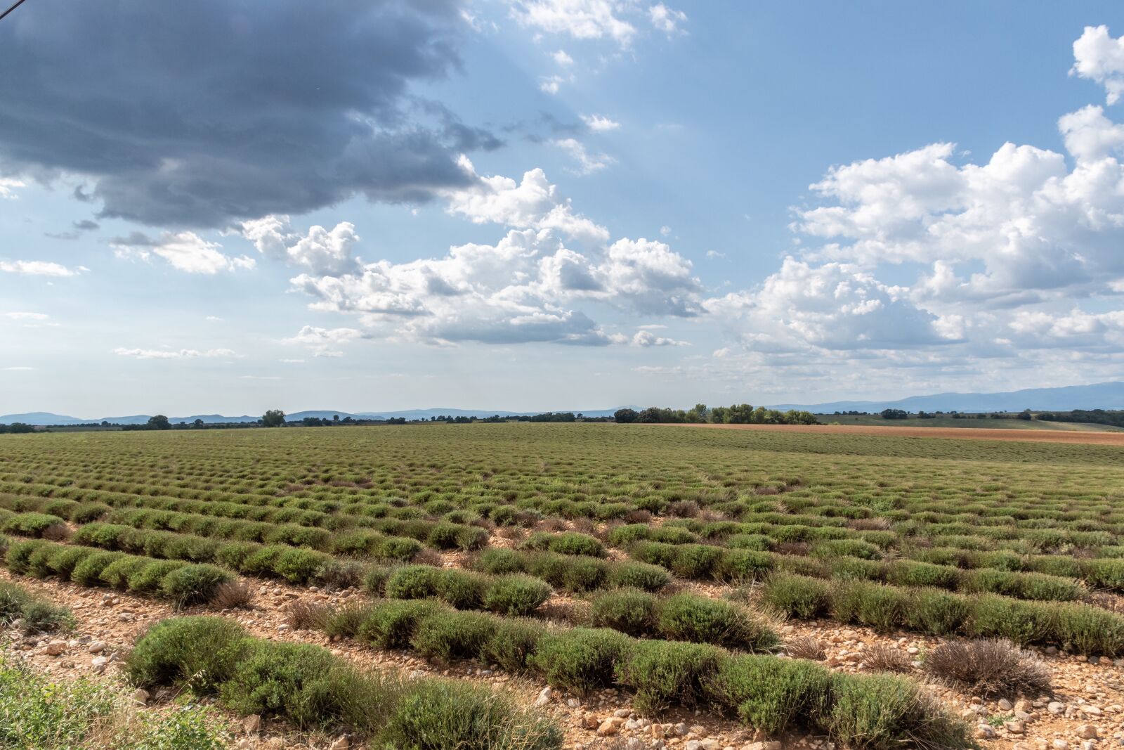 Nikon D5600 sample photo. Lavender, field, plants photography