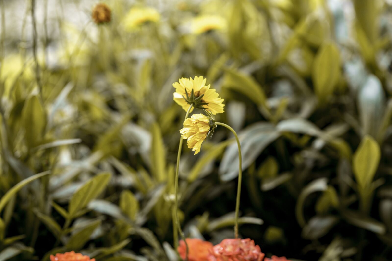 Nikon D600 sample photo. Flowers, nature, spring photography