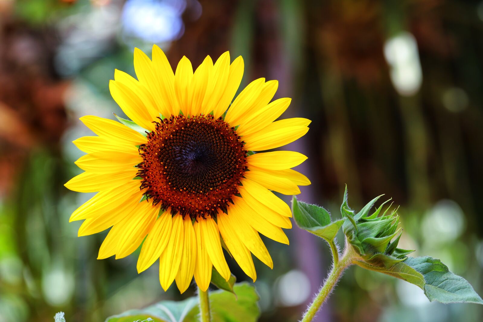 Canon EOS 6D Mark II sample photo. Macro, flower, sunflower photography
