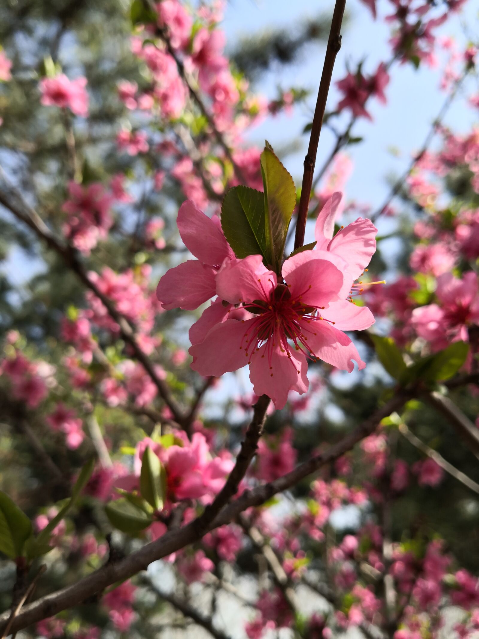 HUAWEI Mate 10 sample photo. Spring, peach blossom, mountain photography