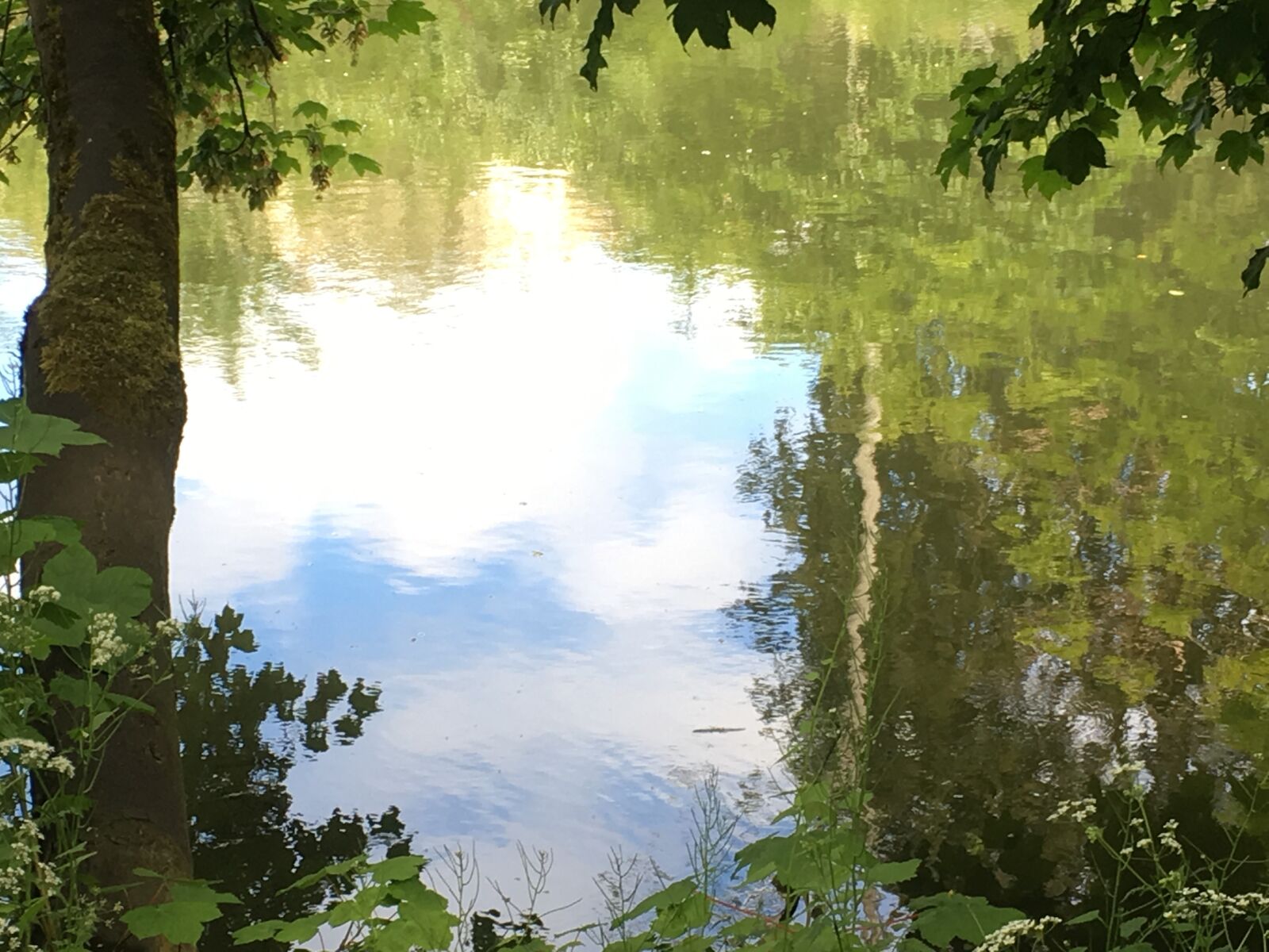 iPhone 6s Plus back camera 4.15mm f/2.2 sample photo. River, trees, reflection photography