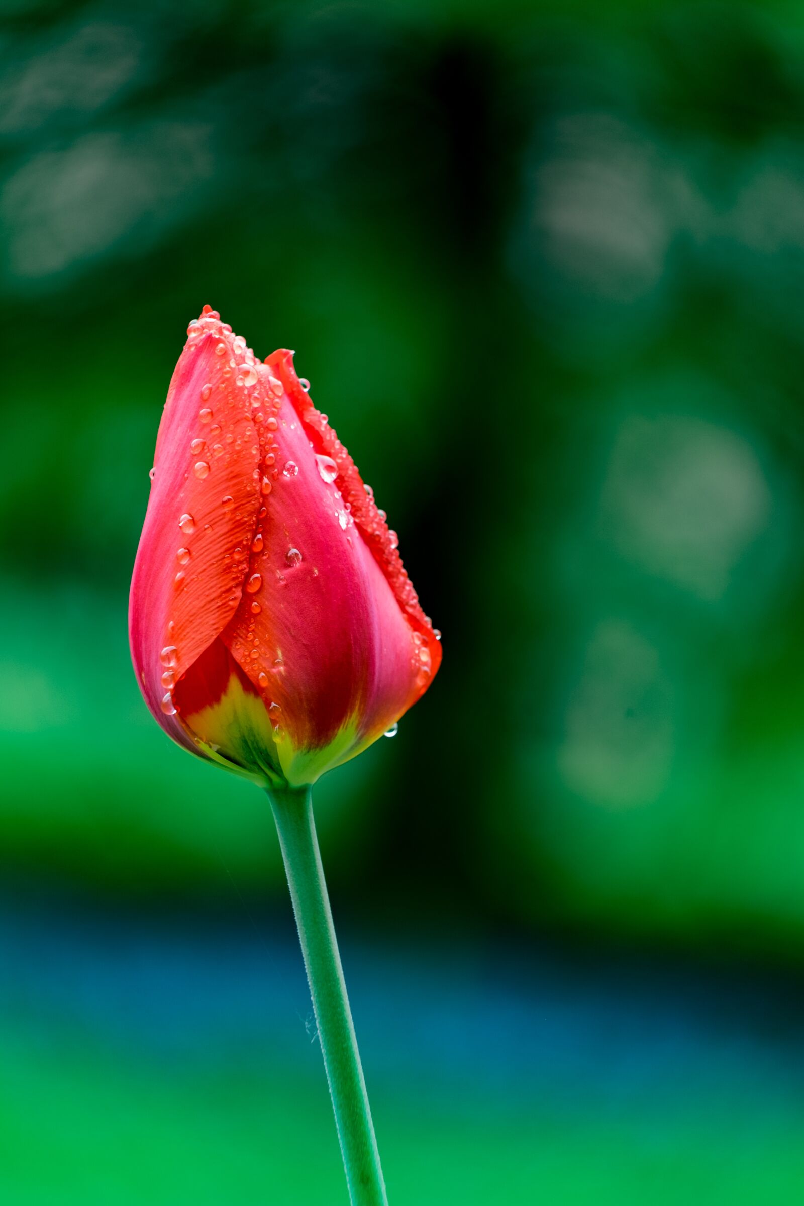 Fujifilm XF 55-200mm F3.5-4.8 R LM OIS sample photo. Tulip, flower, garden photography