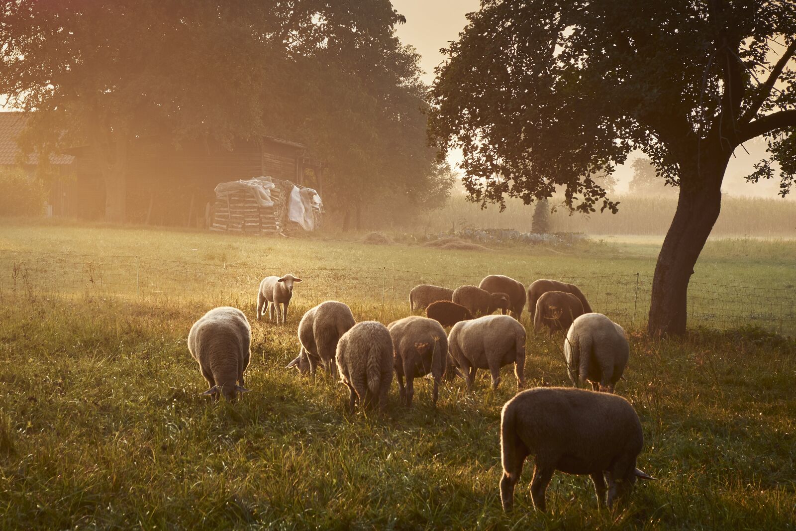 Sony SLT-A77 sample photo. Sheep, grass, agriculture photography