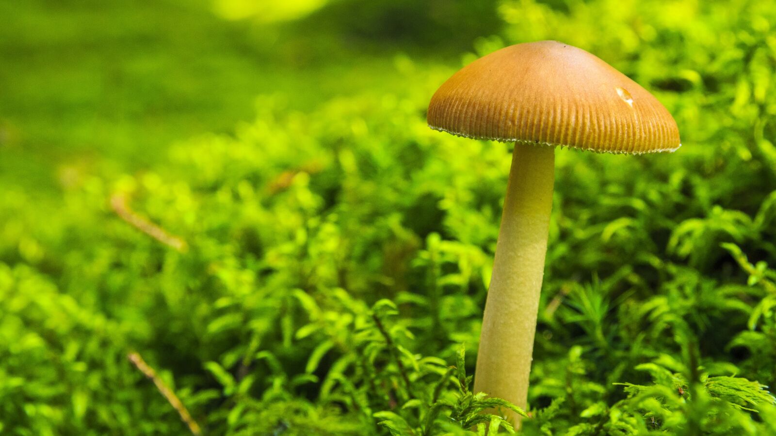 Canon EOS 650D (EOS Rebel T4i / EOS Kiss X6i) sample photo. Mushroom, autumn, forest photography