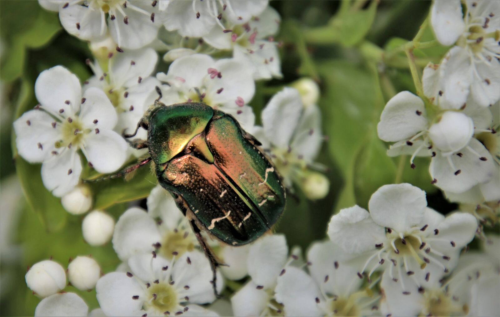 Canon EOS 80D sample photo. The petals, blooms, insect photography