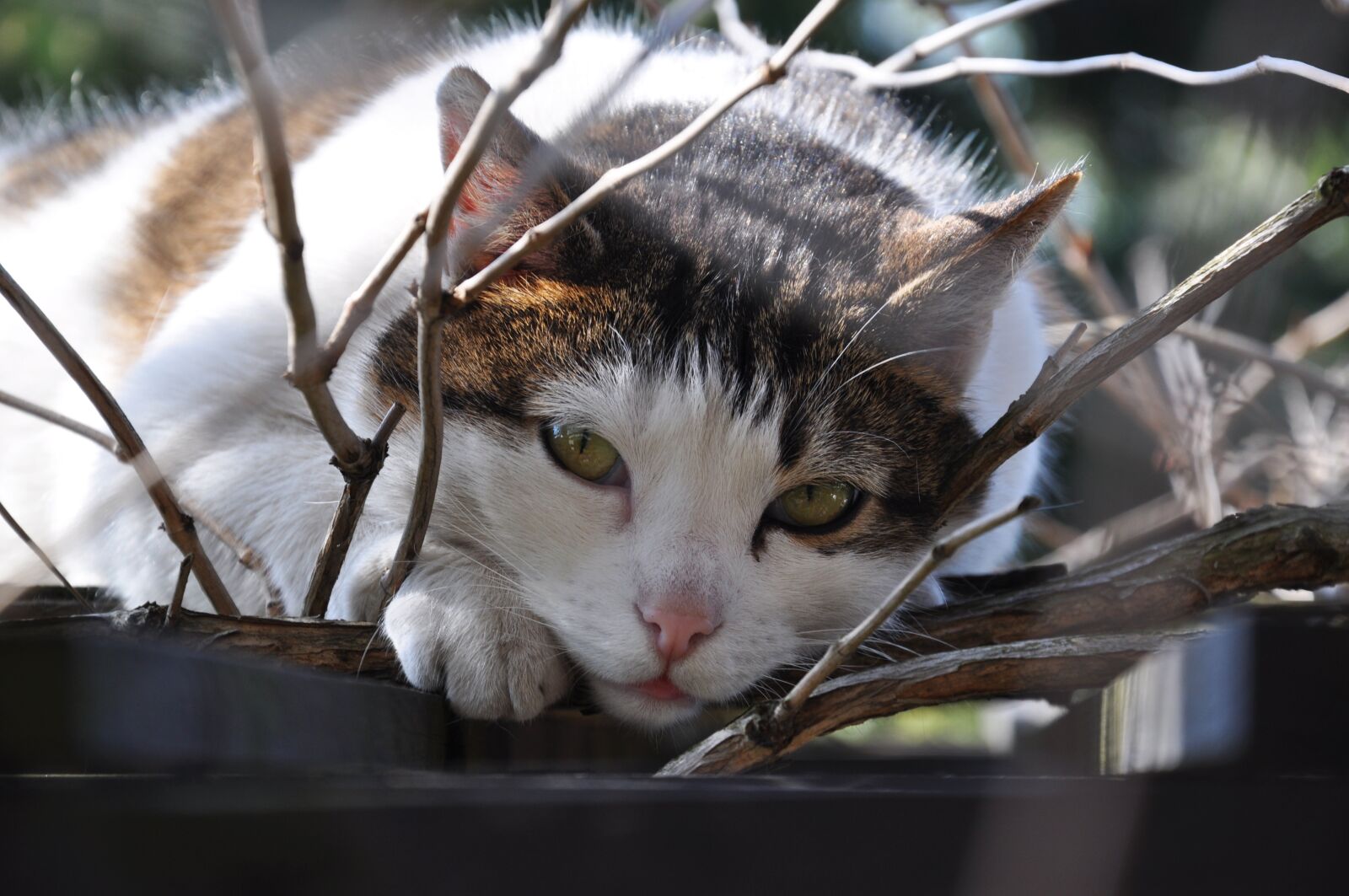 Nikon D5000 sample photo. Cat, eyes, cat's eye photography