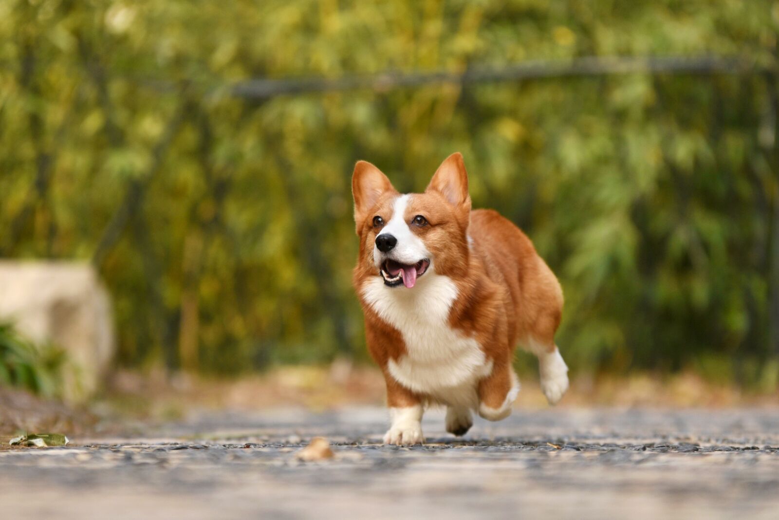 Nikon D750 sample photo. Pets, dog photography