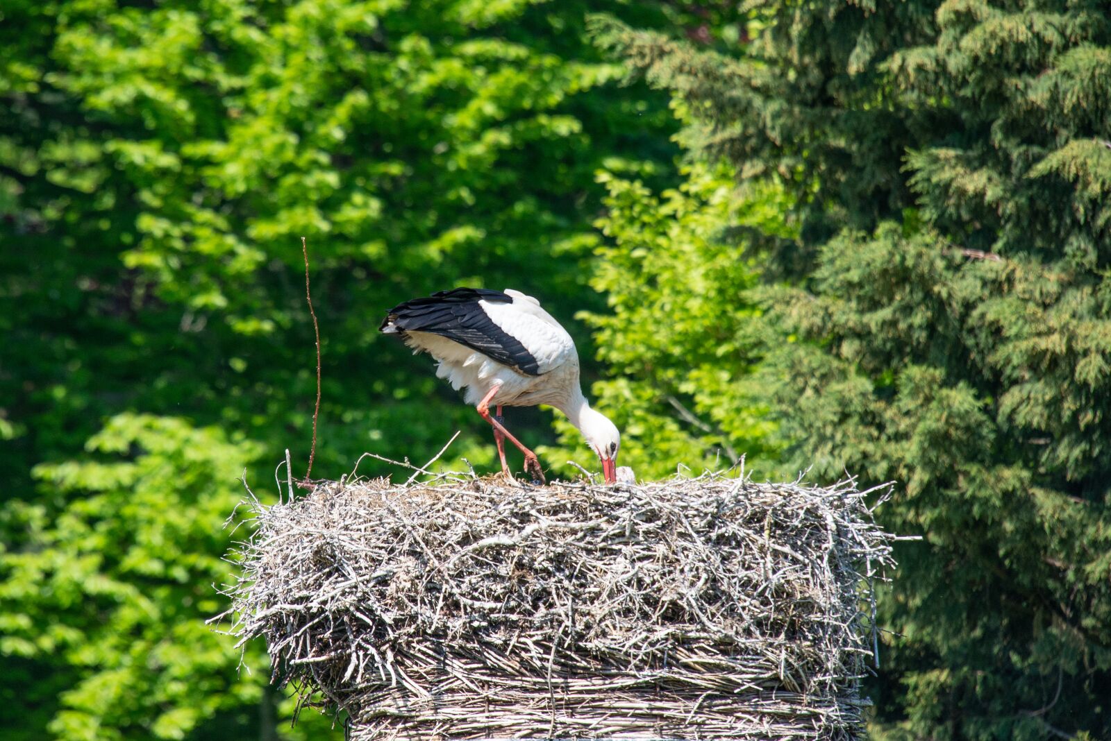 Nikon D600 sample photo. Stork, nest, plumage photography