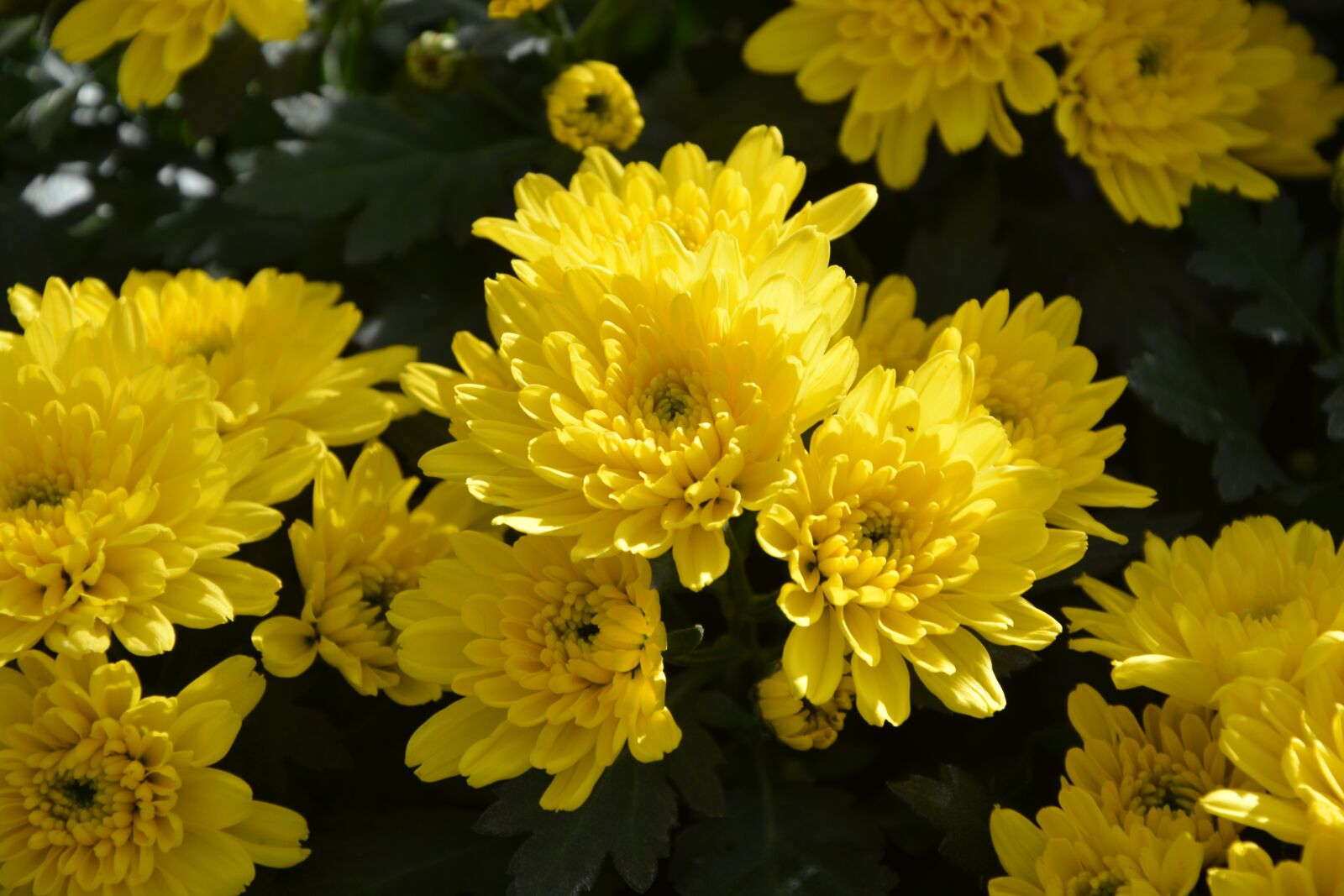Nikon D5200 sample photo. Mums, flowers, colors photography