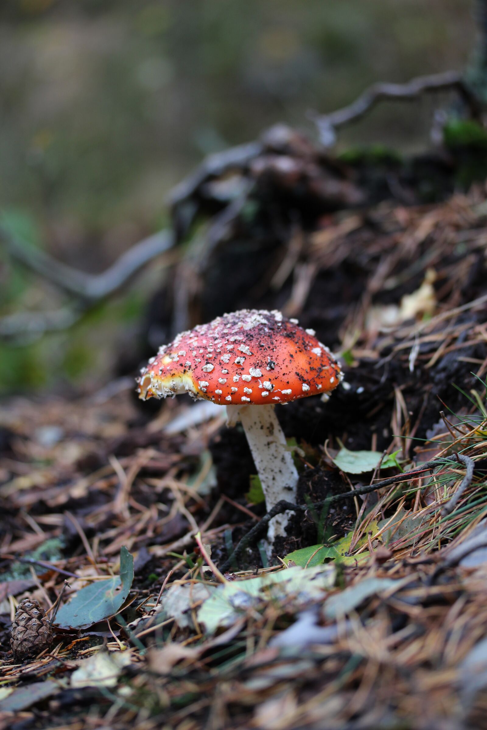 Canon EF-S 60mm F2.8 Macro USM sample photo. Mushroom, fly agaric, forest photography