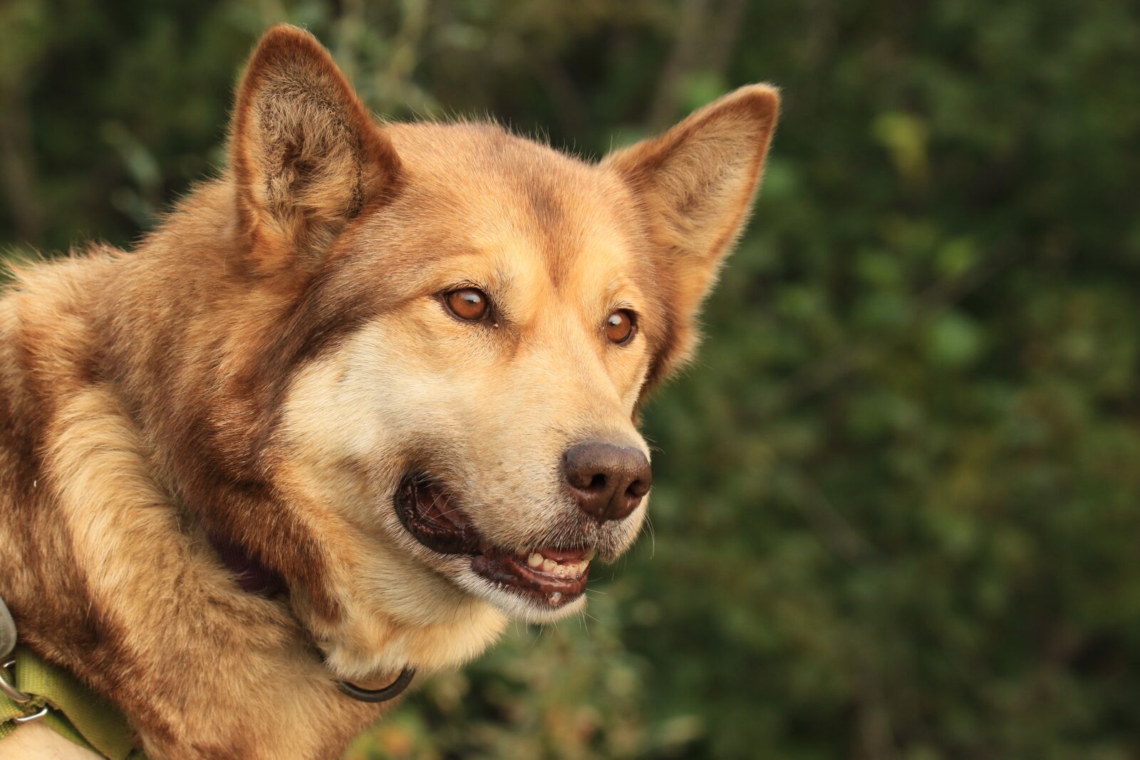 Canon EOS 7D Mark II sample photo. Dog, sled dog, alaska photography