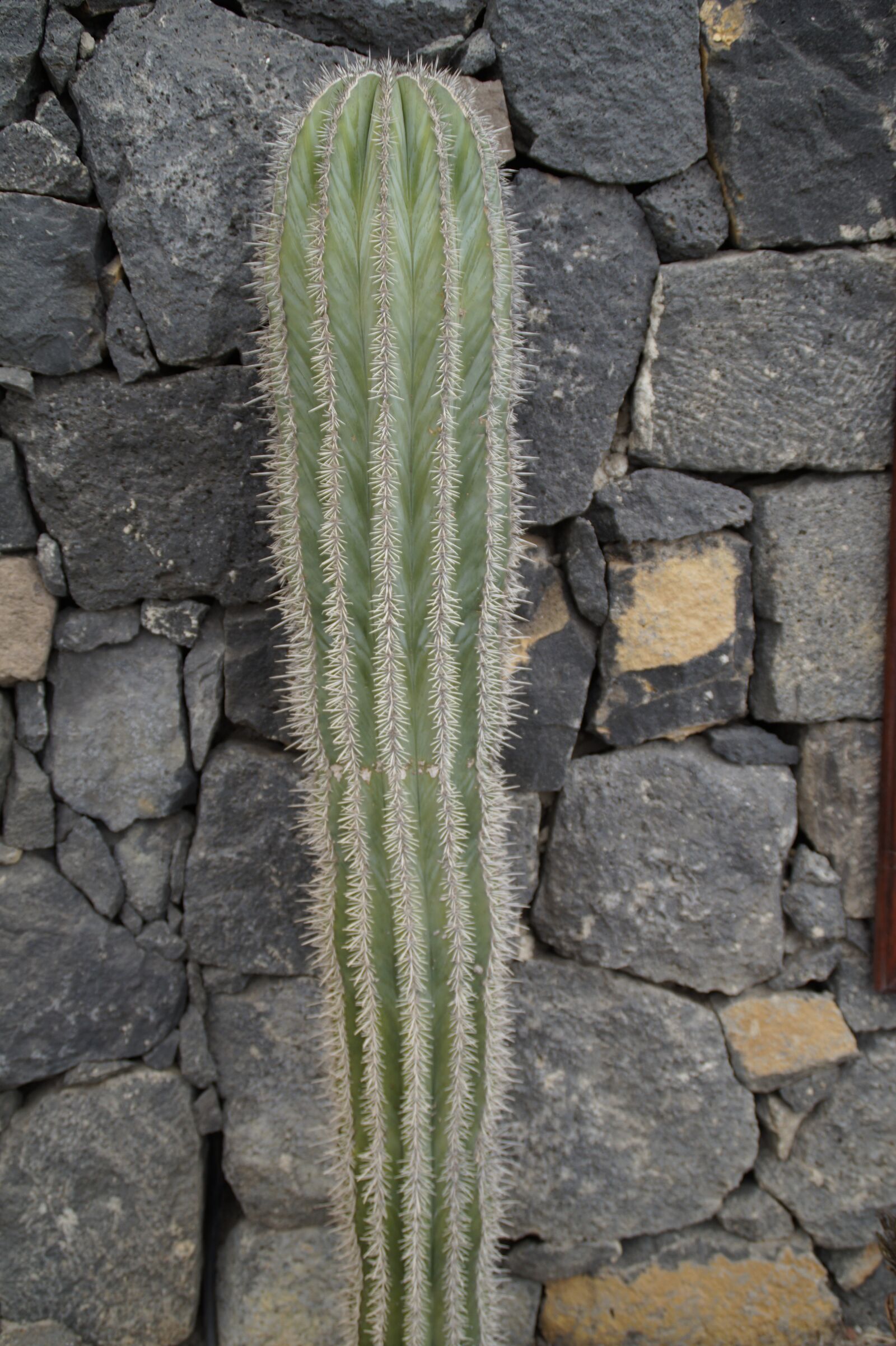 Sony SLT-A58 sample photo. Cactus, wall, front yard photography