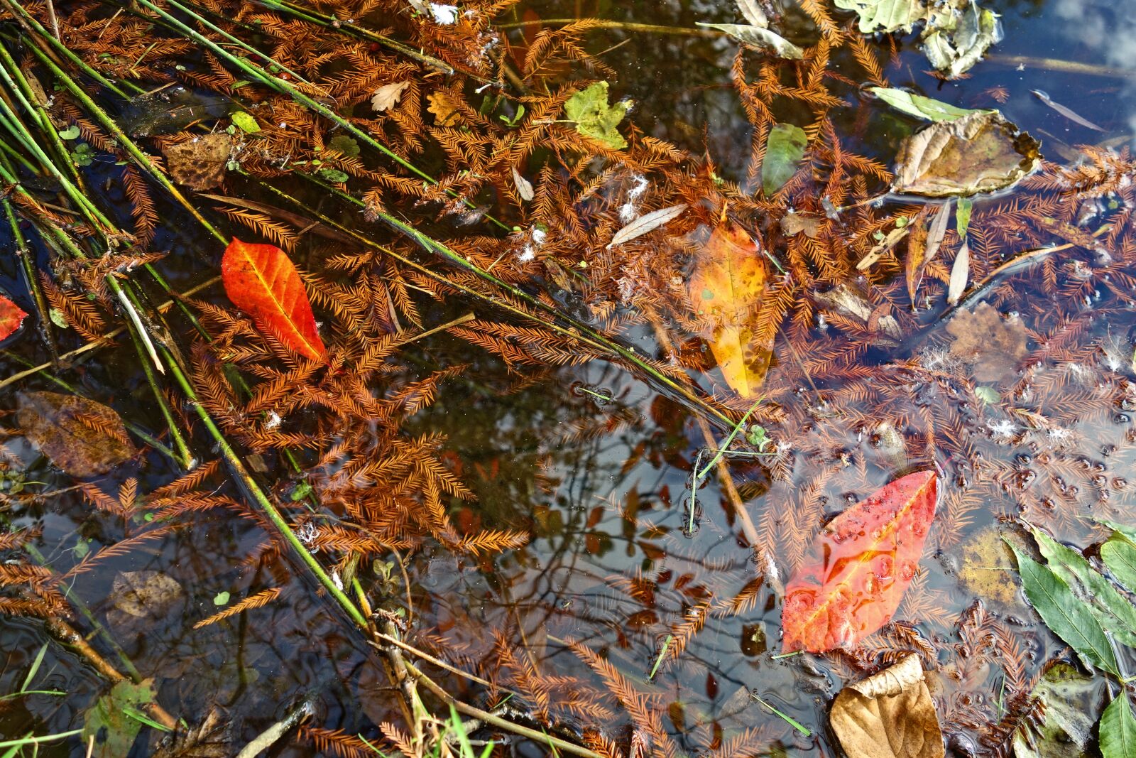 Sony Cyber-shot DSC-RX100 sample photo. Dead leaves, autumn leaves photography