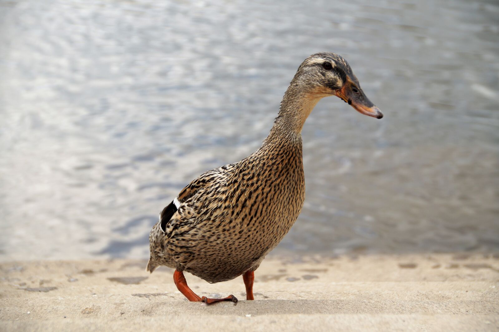 Sony SLT-A58 sample photo. Duck, wild, water photography