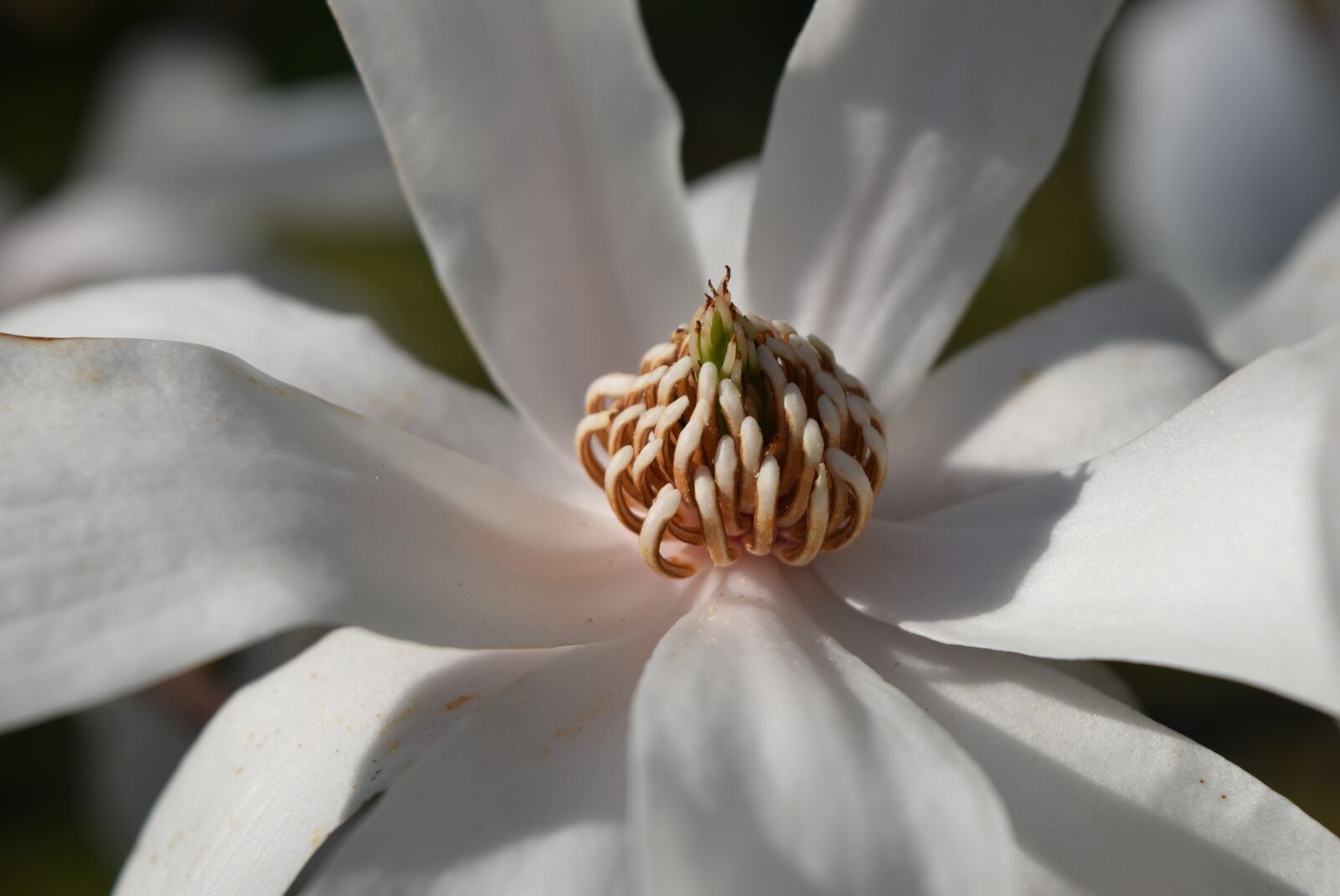 Nikon D5300 sample photo. Flower, nature, magnolia photography
