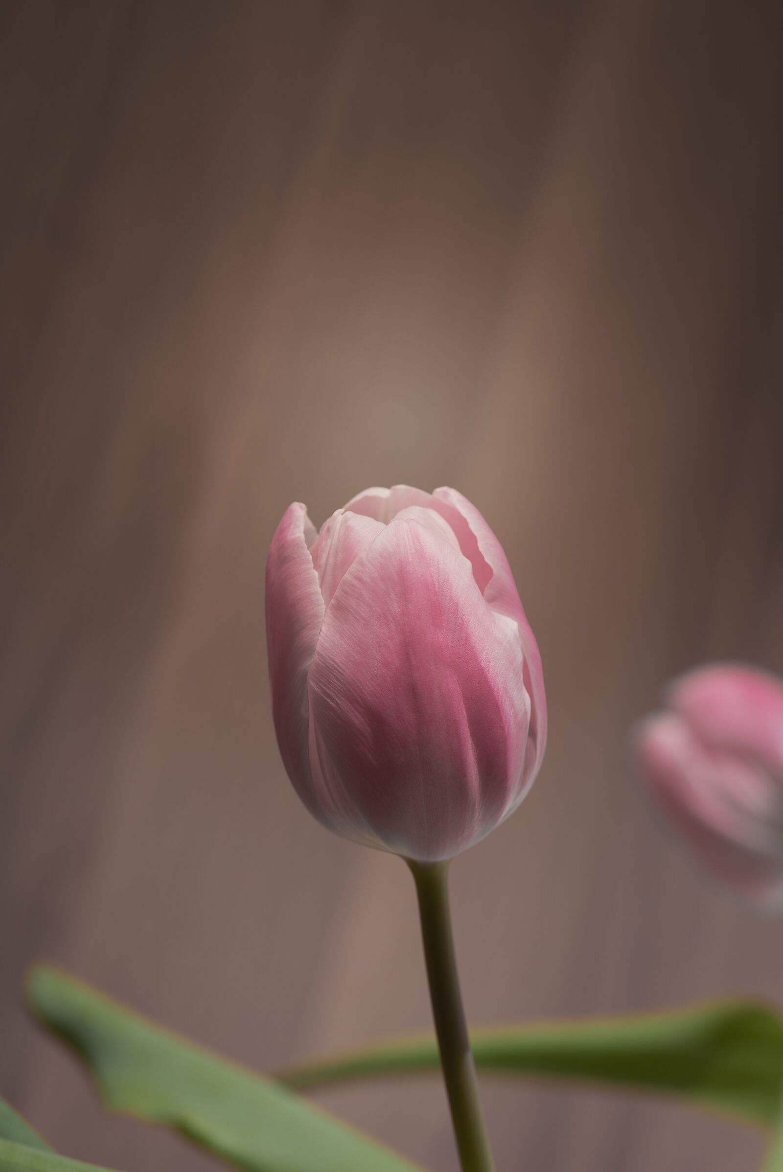 Nikon D750 sample photo. Tulip, pink, tulip pink photography