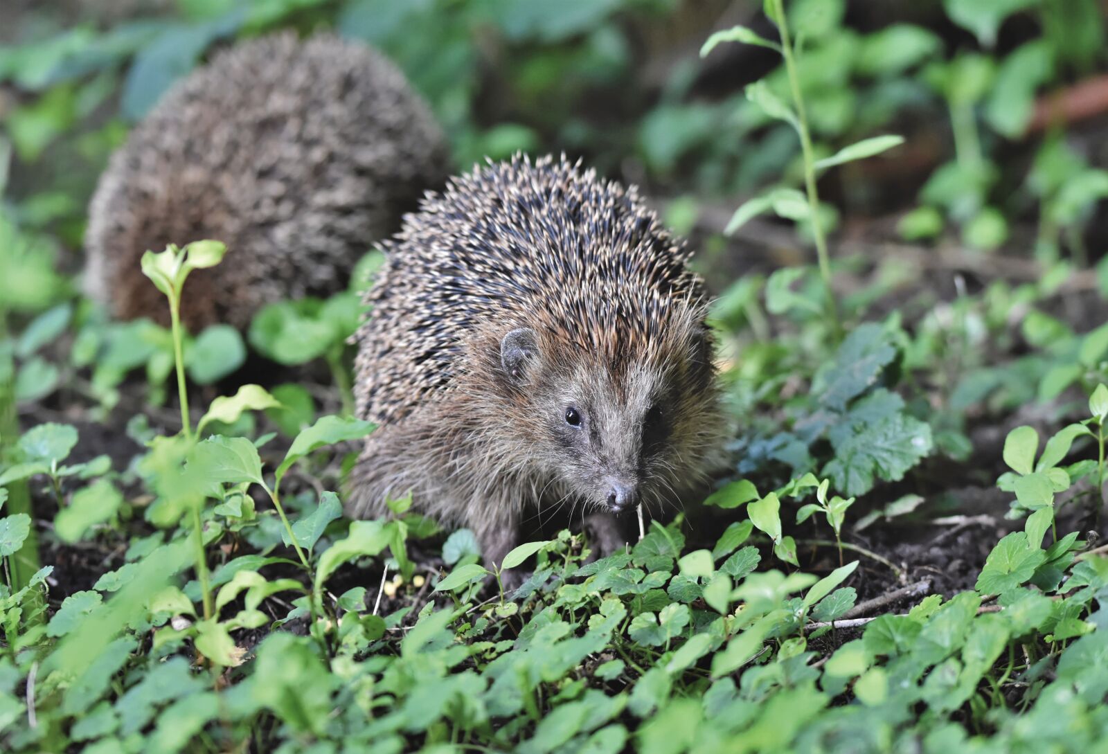 Nikon D7200 sample photo. Hedgehog, spur, hannah photography
