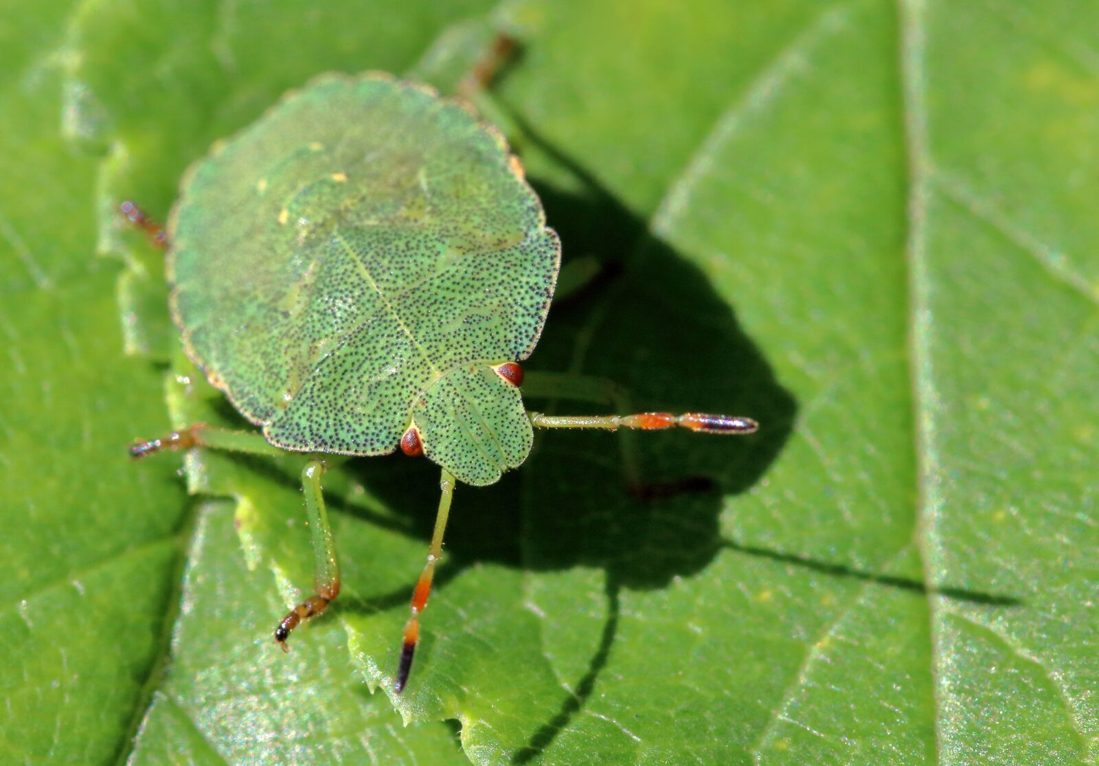 Canon EOS 80D sample photo. Shield bug, stinkbug, nymph photography