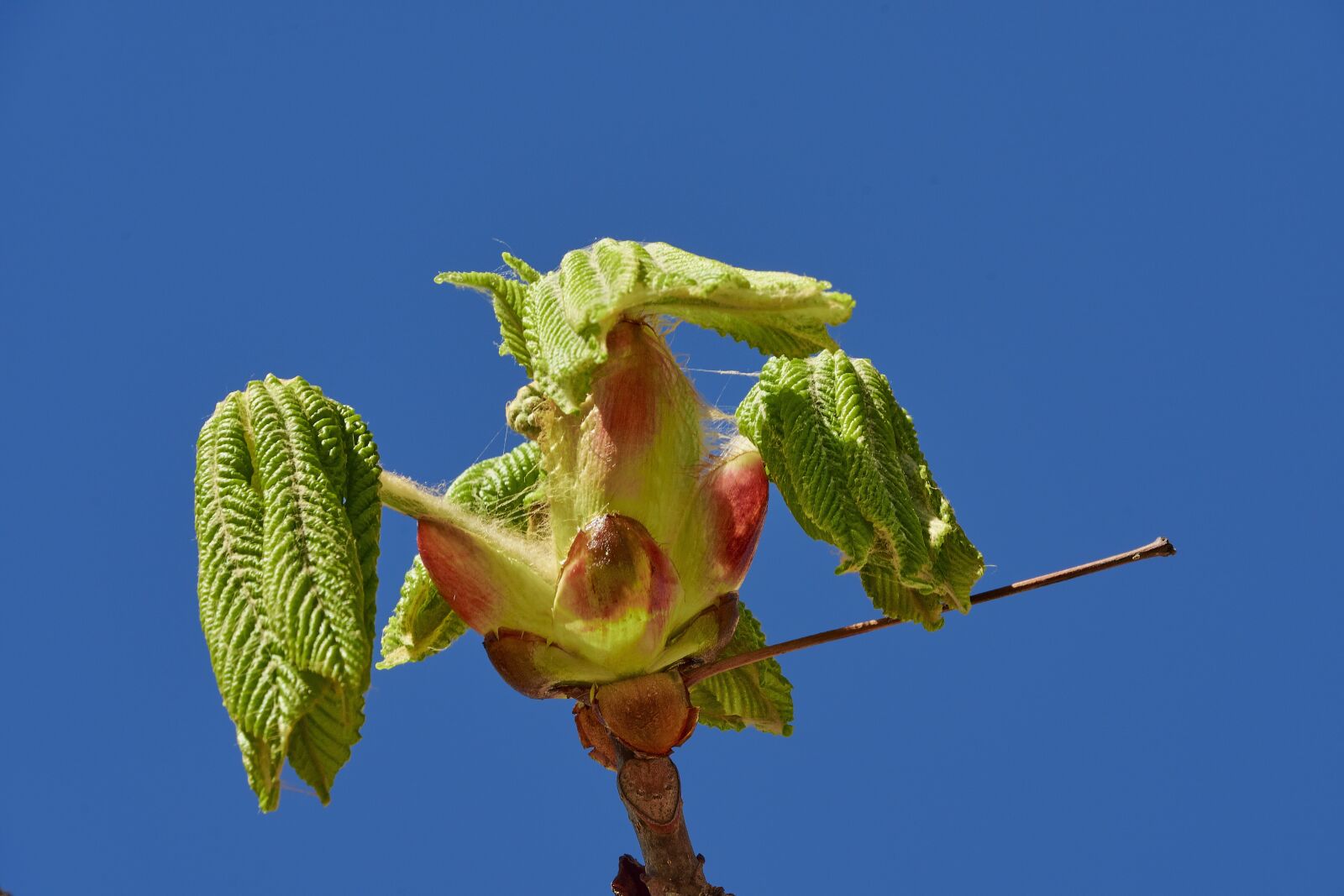 Nikon D7200 sample photo. Flowering, flower, spring photography