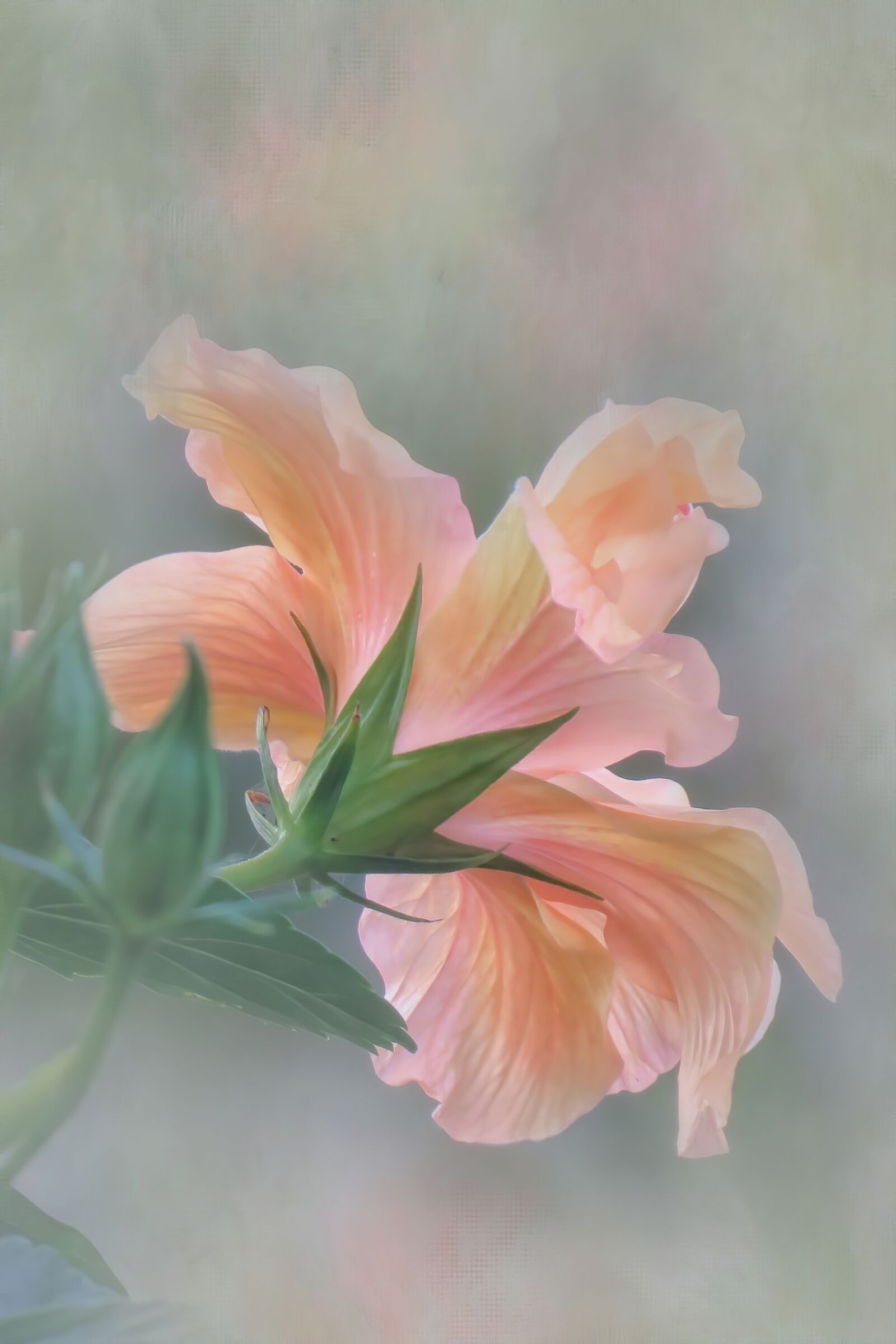 Canon PowerShot SX60 HS sample photo. Flower, textured, soft photography