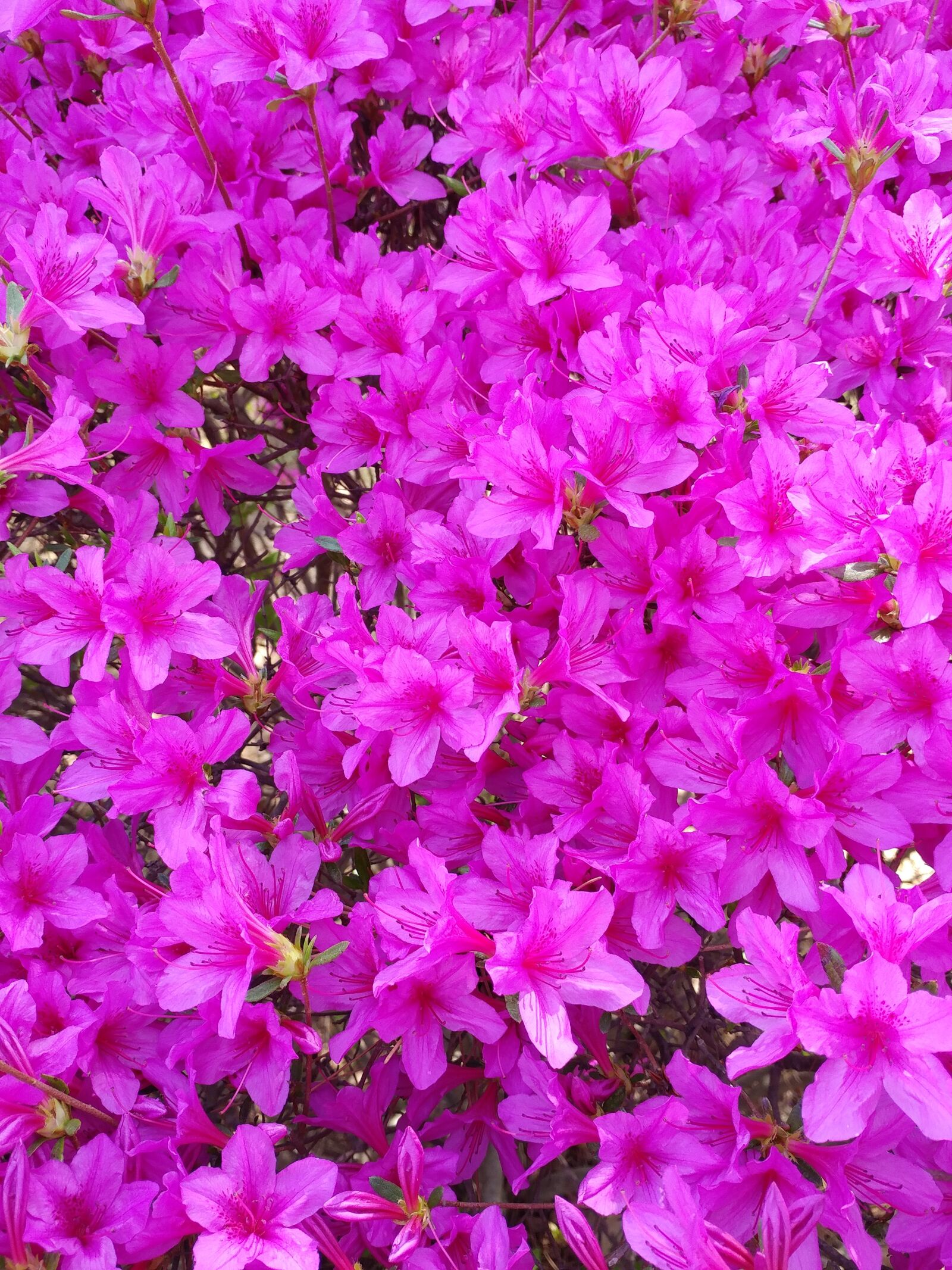 LG G5 sample photo. Flowers, garden, nature photography