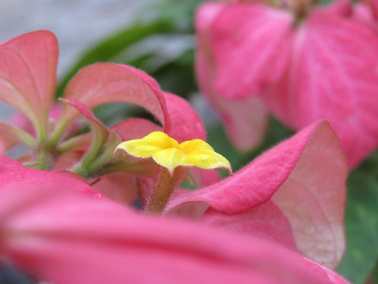 Canon PowerShot SX50 HS sample photo. Flower, nature, plants photography