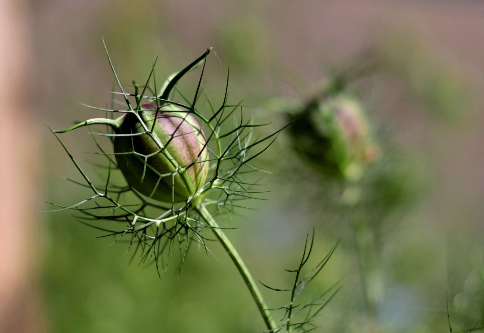Canon EOS 7D Mark II sample photo. Nigella damascena, juffertje in photography