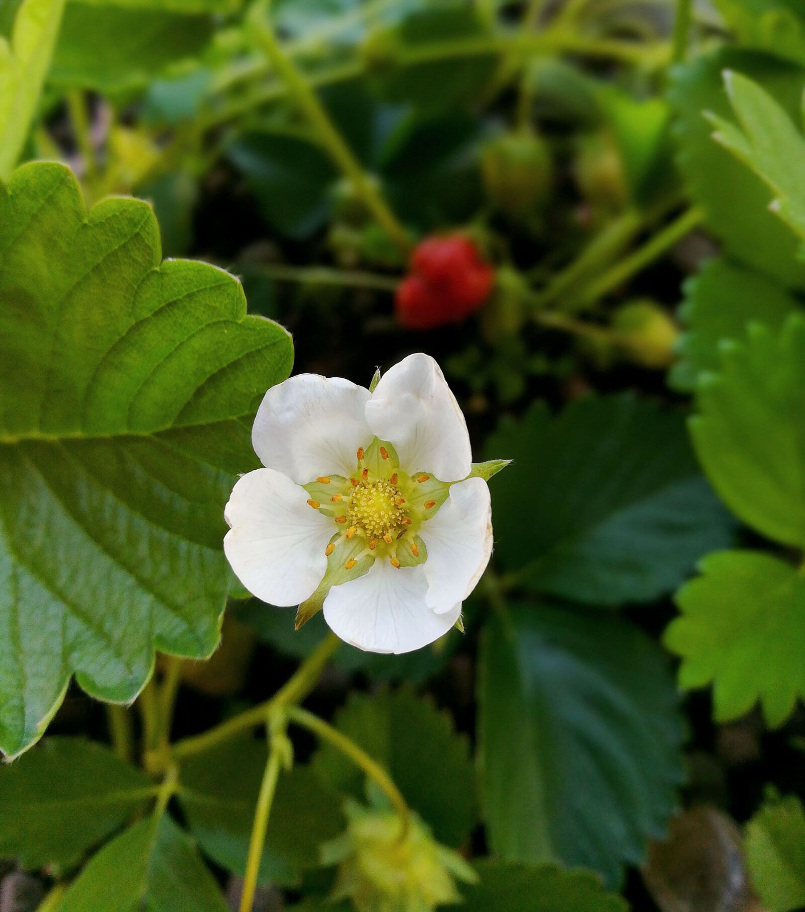 HUAWEI honor 6x sample photo. Strawberry, flower, nature photography