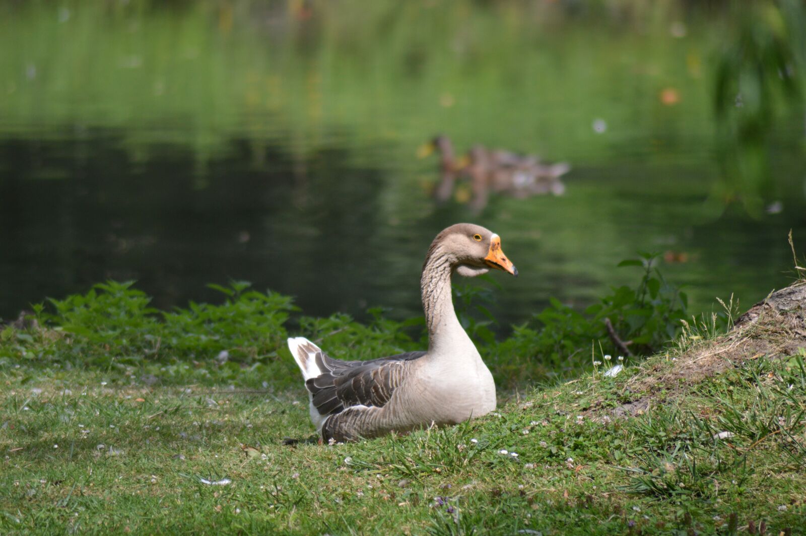 Nikon D3200 sample photo. Nature, goose, bird photography