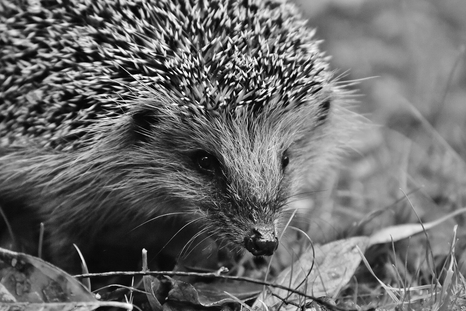 Nikon D7200 sample photo. Hedgehog child, young hedgehog photography
