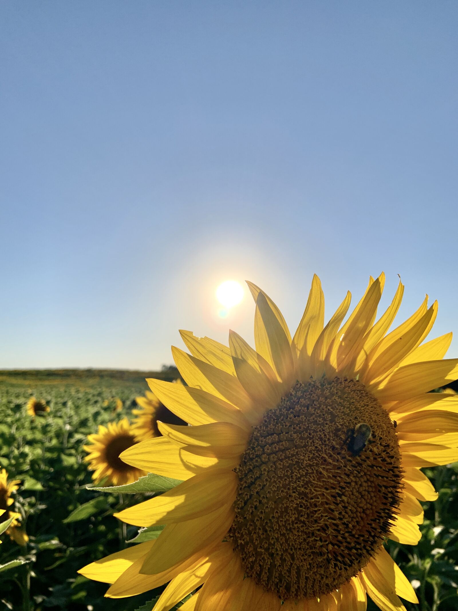 iPhone XR back camera 4.25mm f/1.8 sample photo. Sunflower, flower, bloom photography