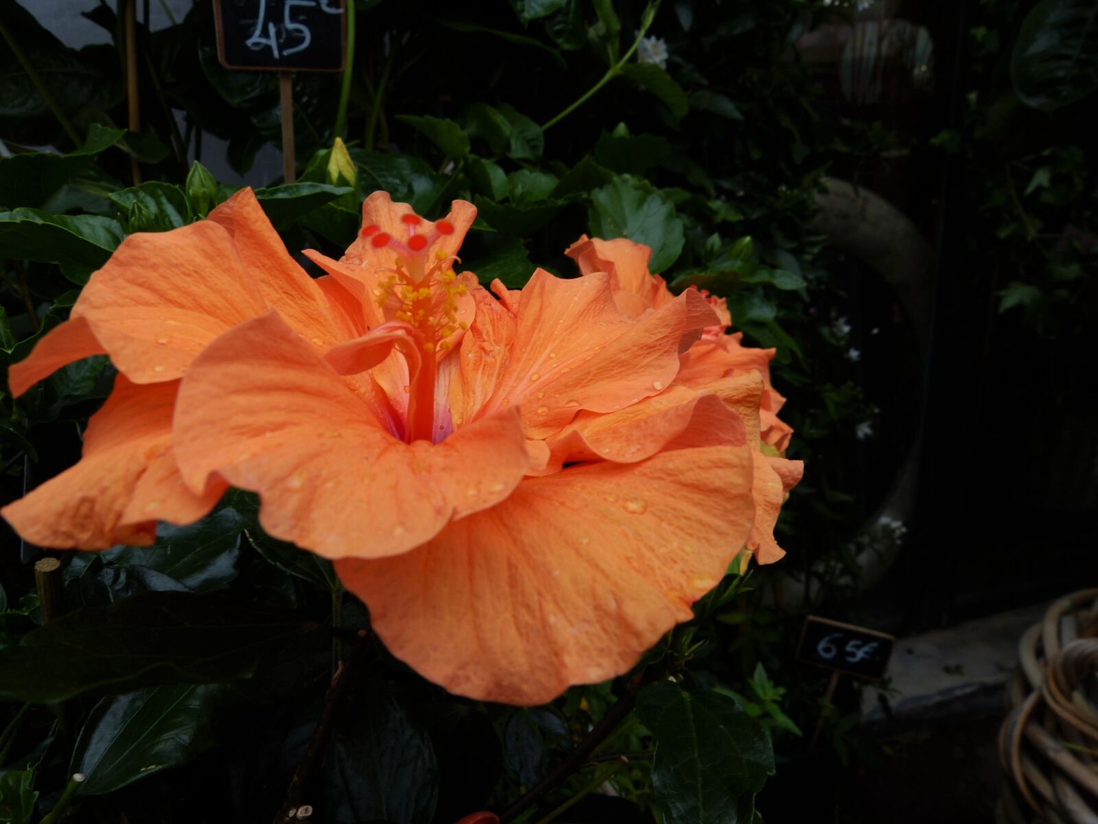 Panasonic Lumix DMC-FZ150 sample photo. Flower, flower, shop, orange photography