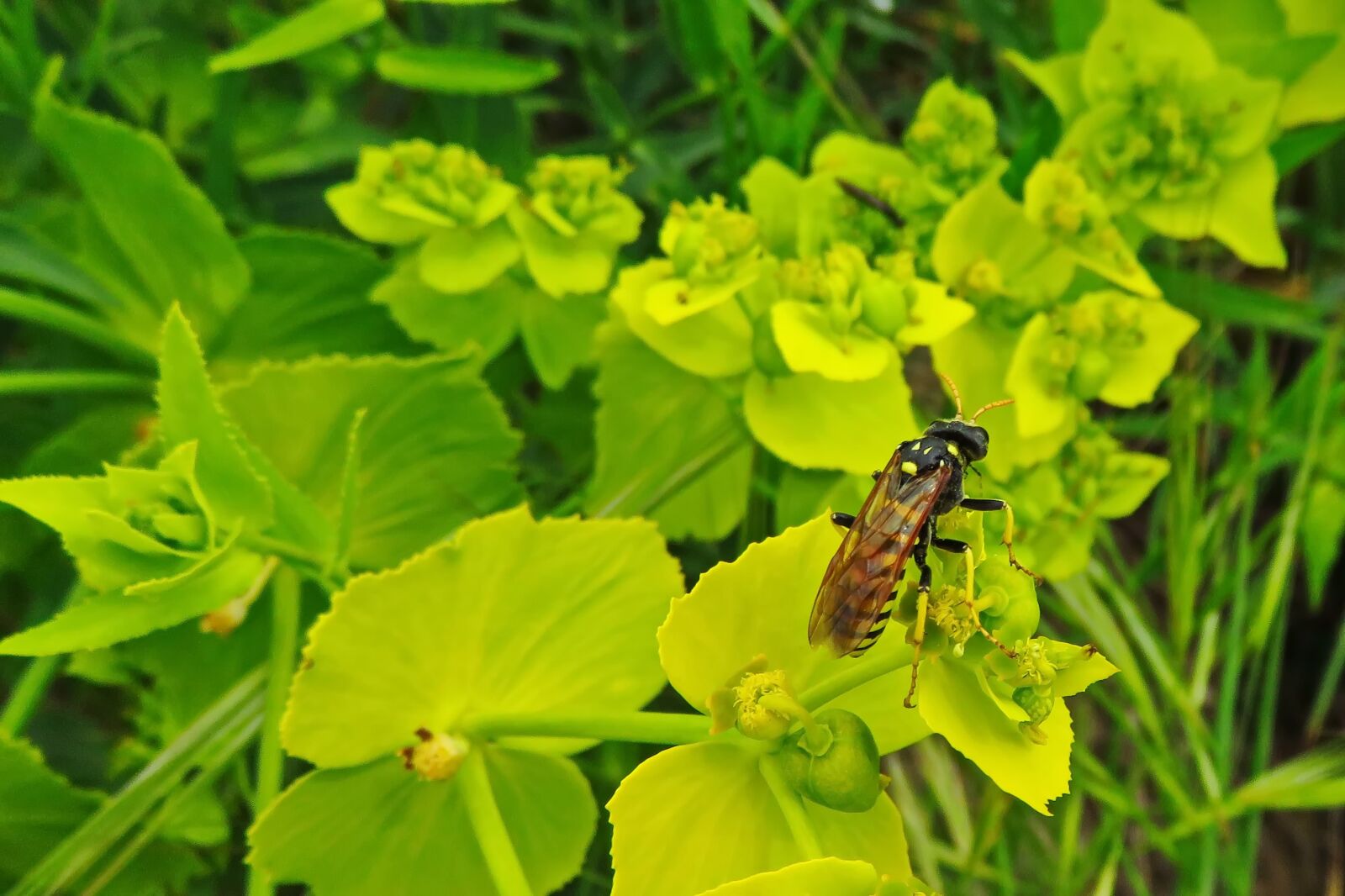 Canon PowerShot SX700 HS sample photo. Paper wasp, wasp, insect photography