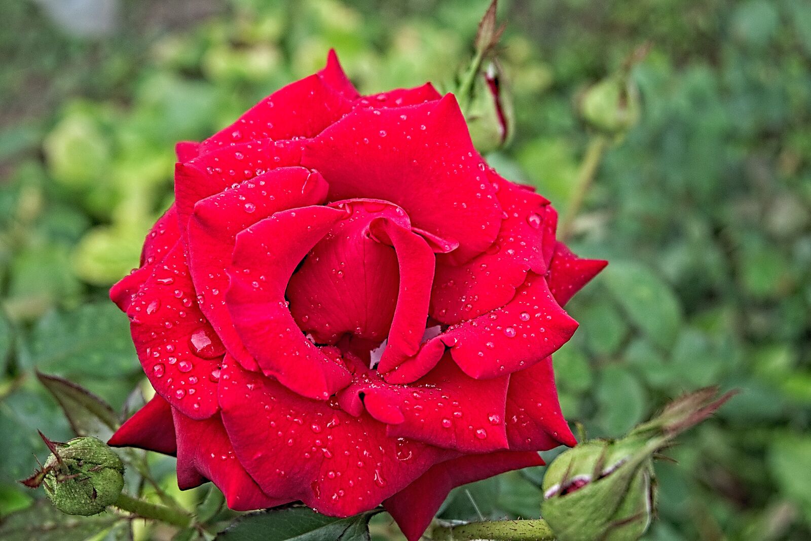 Fujifilm XC 16-50mm F3.5-5.6 OIS II sample photo. Flowers, red, rose photography