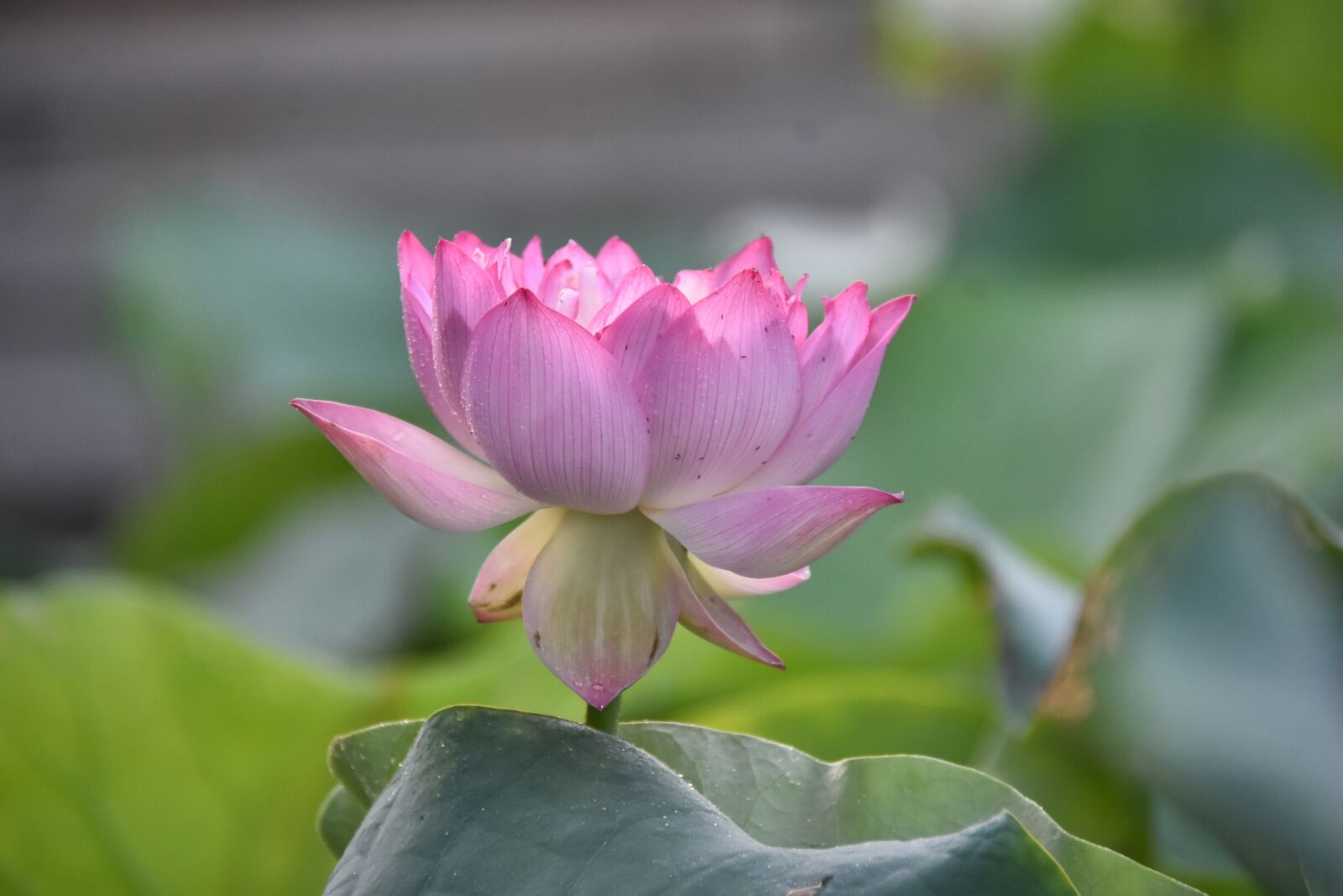 Nikon D7200 sample photo. Lotus flower, water lily photography