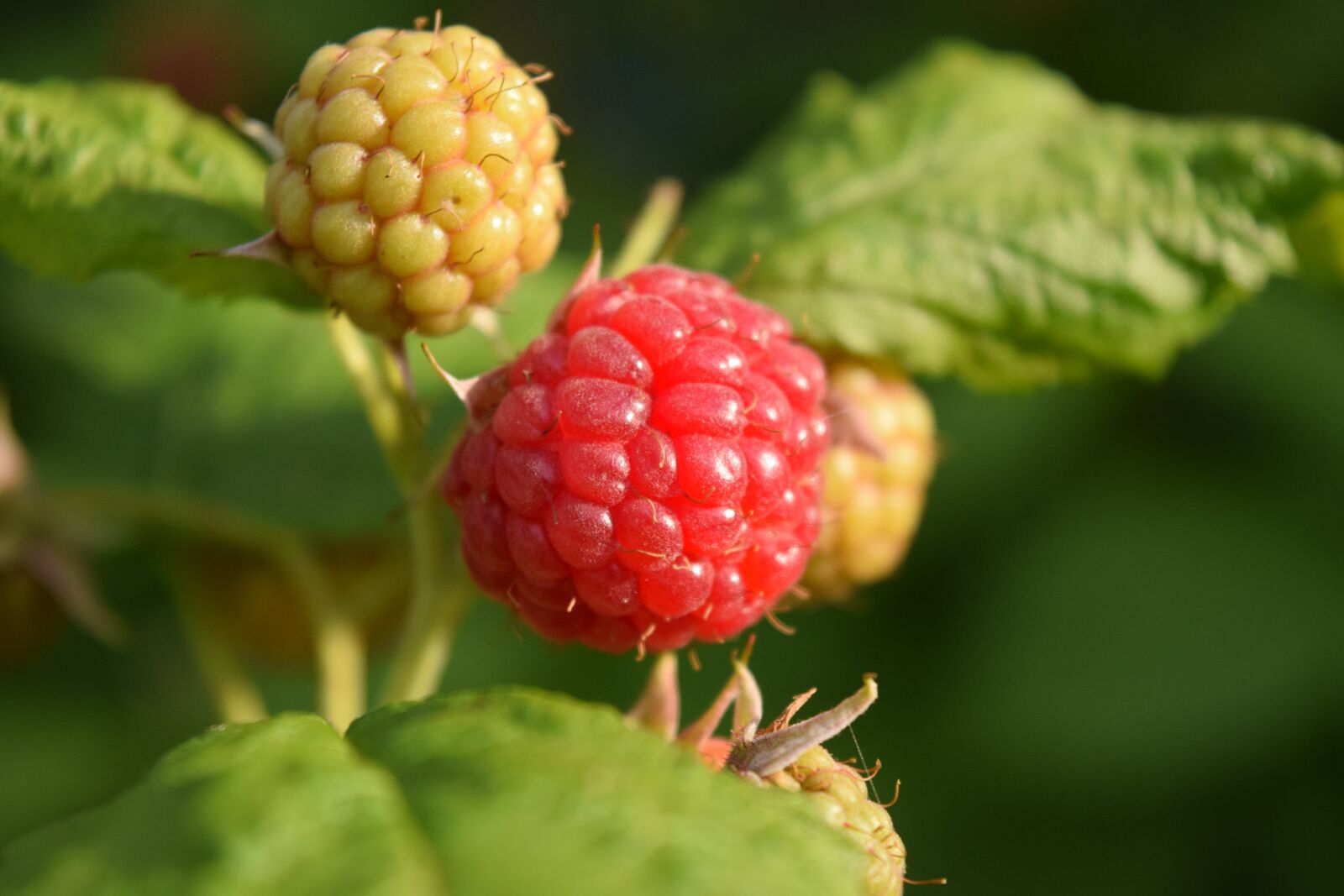 Nikon D3300 sample photo. Raspberries, garden, fruit photography