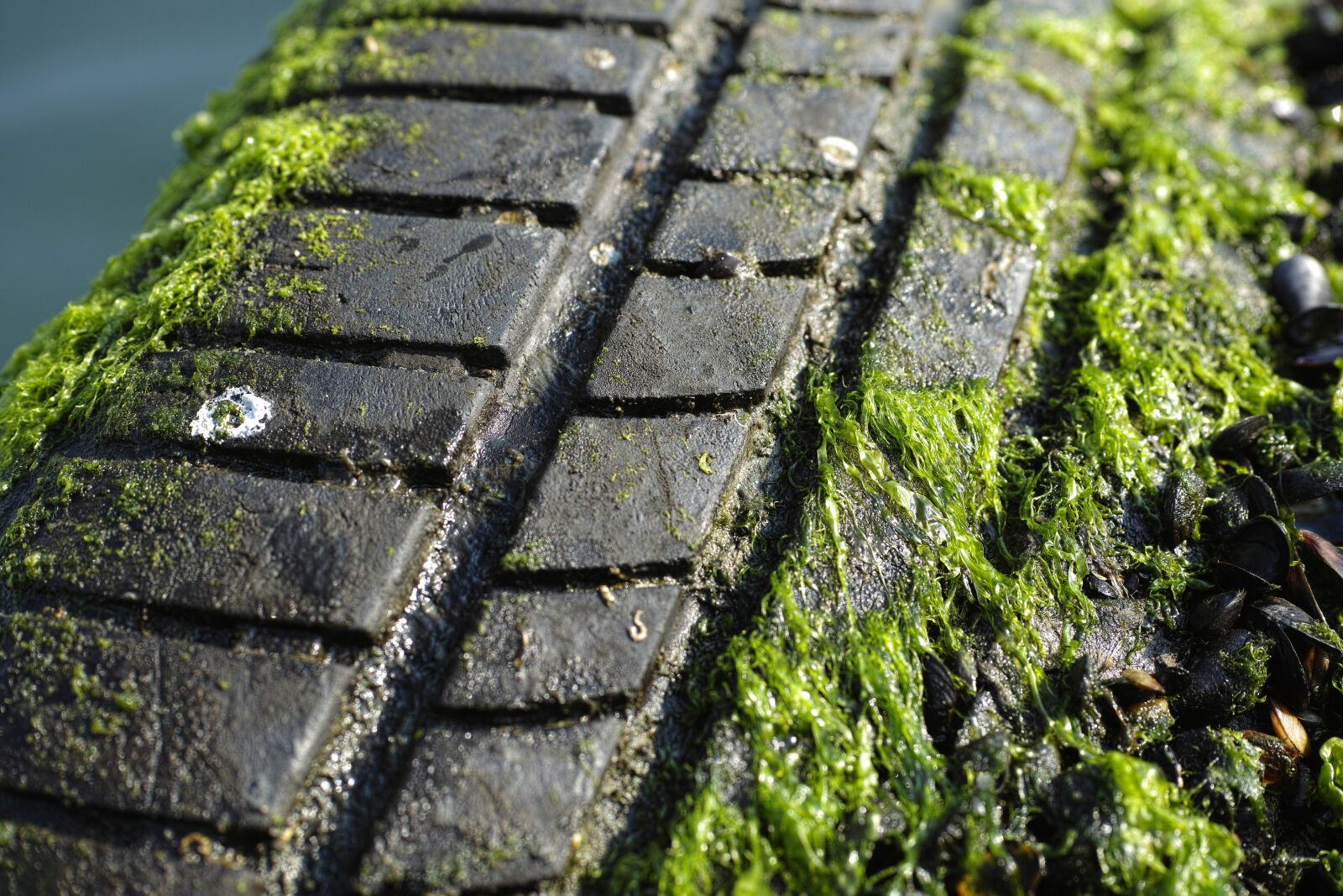 Sigma DP3 Merrill sample photo. Rubber, macro, moss photography