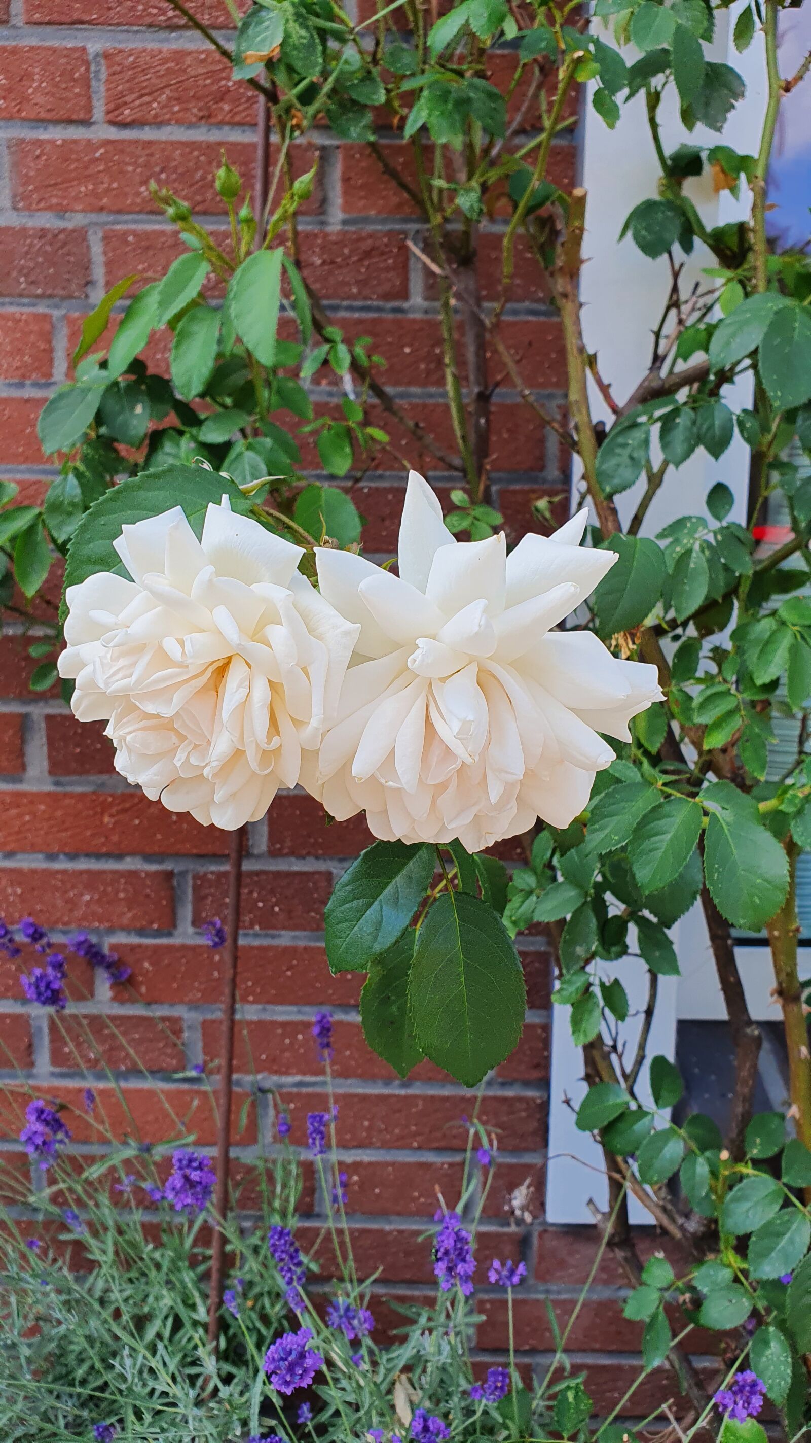 Samsung Galaxy S10 sample photo. Nature, roses, flower photography