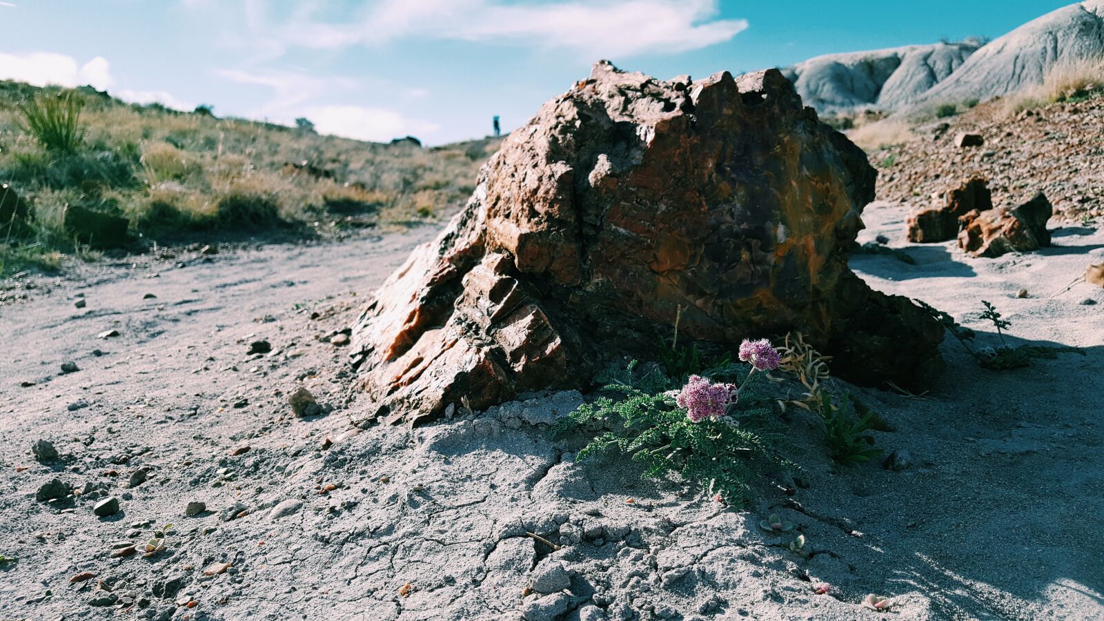 Samsung GALAXY S6 edge sample photo. Flower, mothernature, nature, nature photography