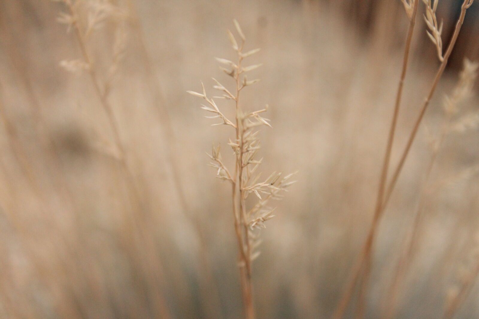 Canon EOS 1100D (EOS Rebel T3 / EOS Kiss X50) sample photo. Grass photography