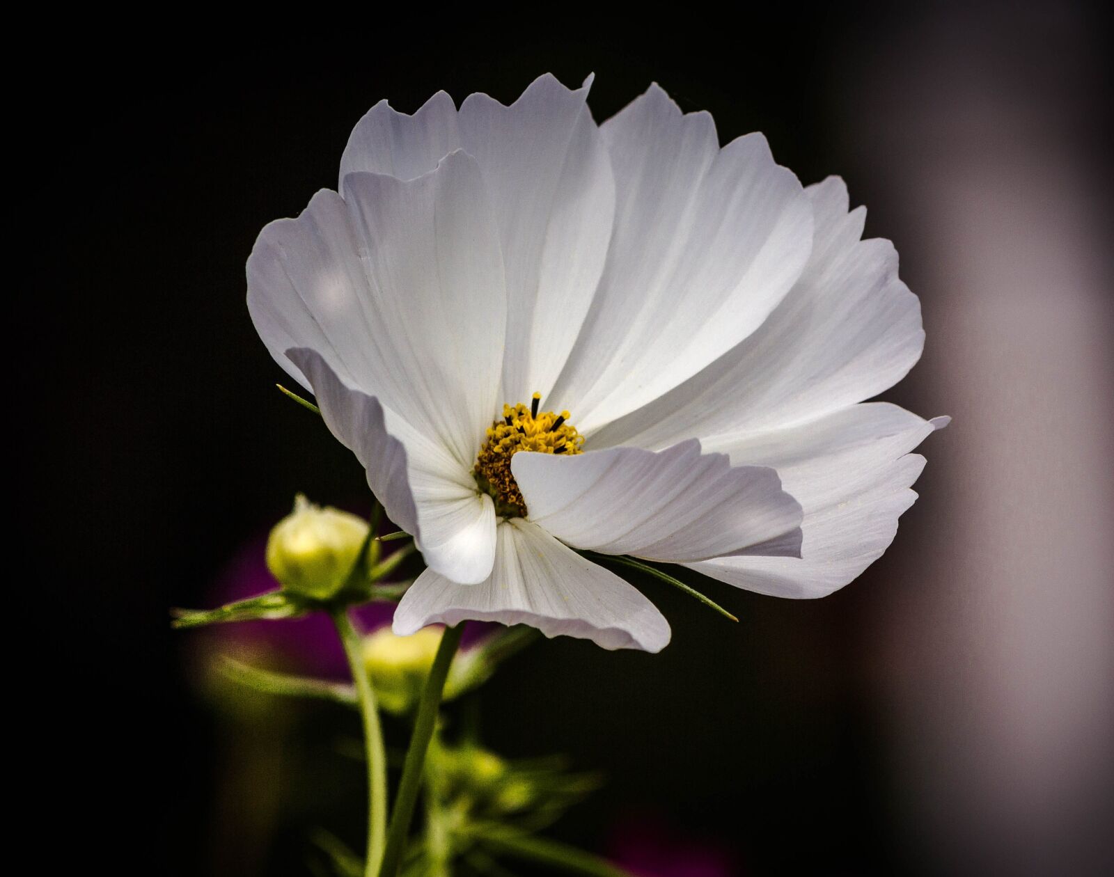 Canon EOS 600D (Rebel EOS T3i / EOS Kiss X5) sample photo. Coreopsis, polaris, tickseed photography