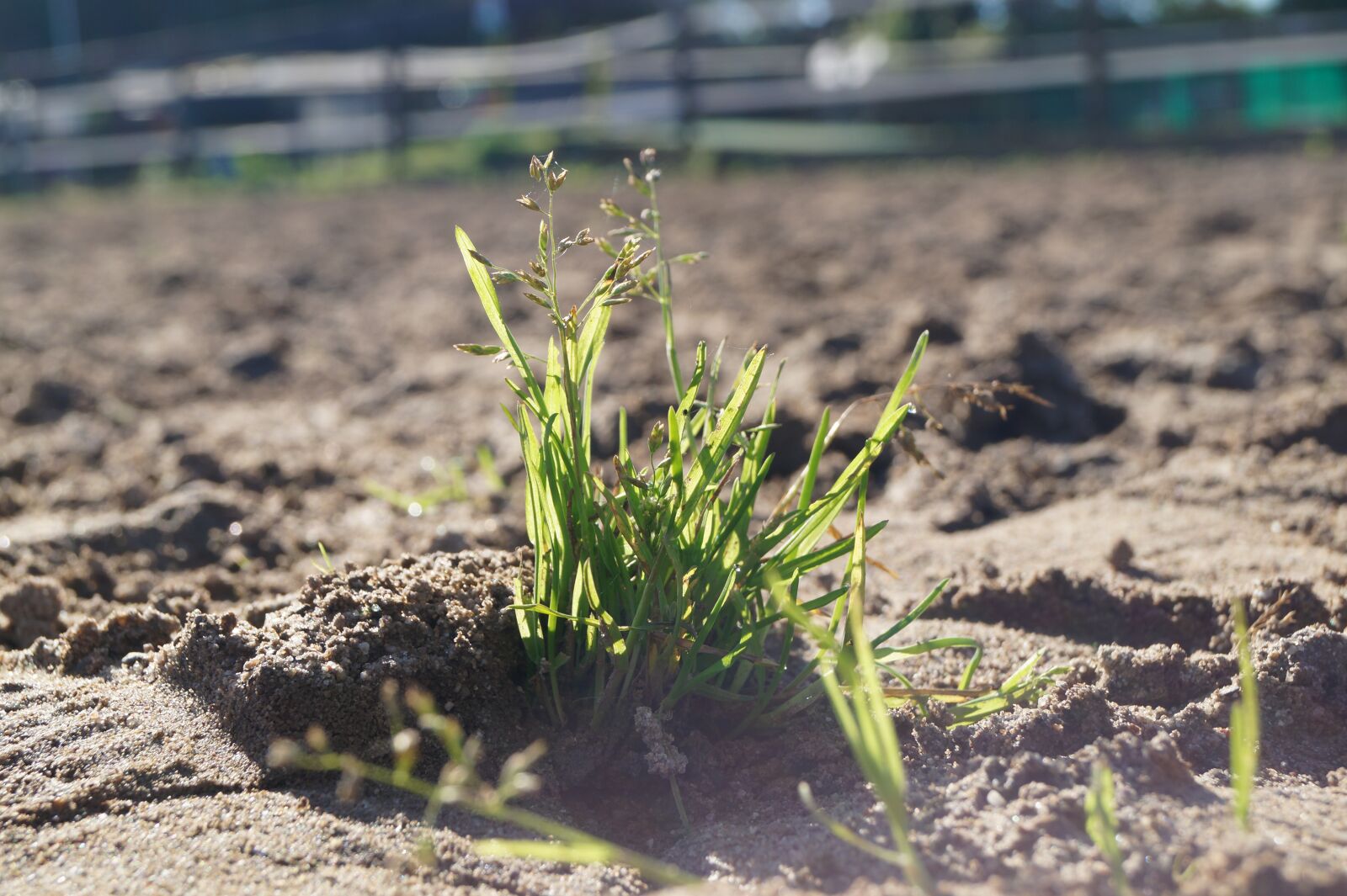 Sony SLT-A58 sample photo. Grass, sand, nature photography