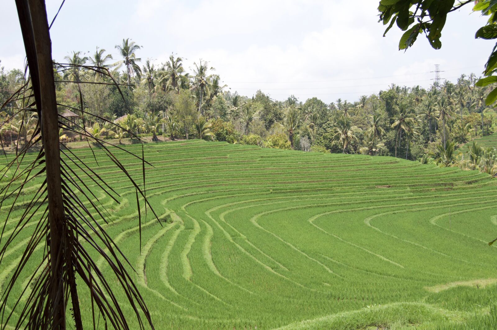 Nikon D3200 sample photo. Indonesia, bali, rice field photography